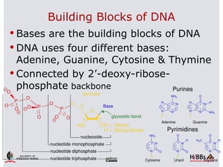 Building Blocks of DNA
 Bases are the building blocks of DNA
 DNA uses four different bases:
  Adenine, Guanine, Cytosine & Thymine
 Connected by 2’-deoxy-ribose-
  phosphate backbone
 