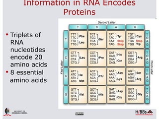 Information in RNA Encodes
                Proteins

 Triplets of
  RNA
  nucleotides
  encode 20
  amino acids
 8 essential
  amino acids
 