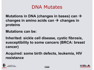 DNA Mutates
Mutations in DNA (changes in bases) can 
changes in amino acids can  changes in
proteins
Mutations can be:
Inherited: sickle cell disease, cystic fibrosis,
susceptibility to some cancers (BRCA: breast
cancer)
Acquired: some birth defects, leukemia, HIV
resistance
 