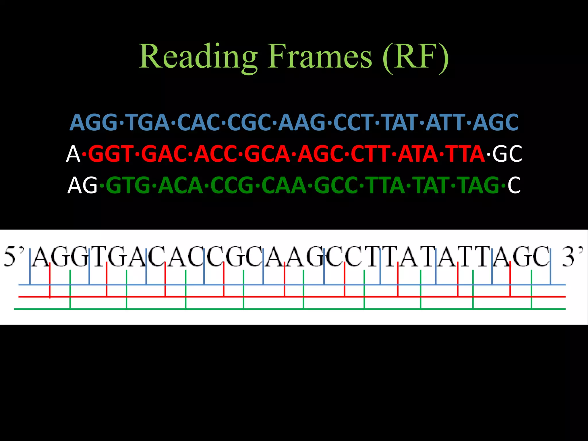 Reading Frames (RF)
AGG·TGA·CAC·CGC·AAG·CCT·TAT·ATT·AGC
A·GGT·GAC·ACC·GCA·AGC·CTT·ATA·TTA·GC
AG·GTG·ACA·CCG·CAA·GCC·TTA·TAT·TAG·C
 