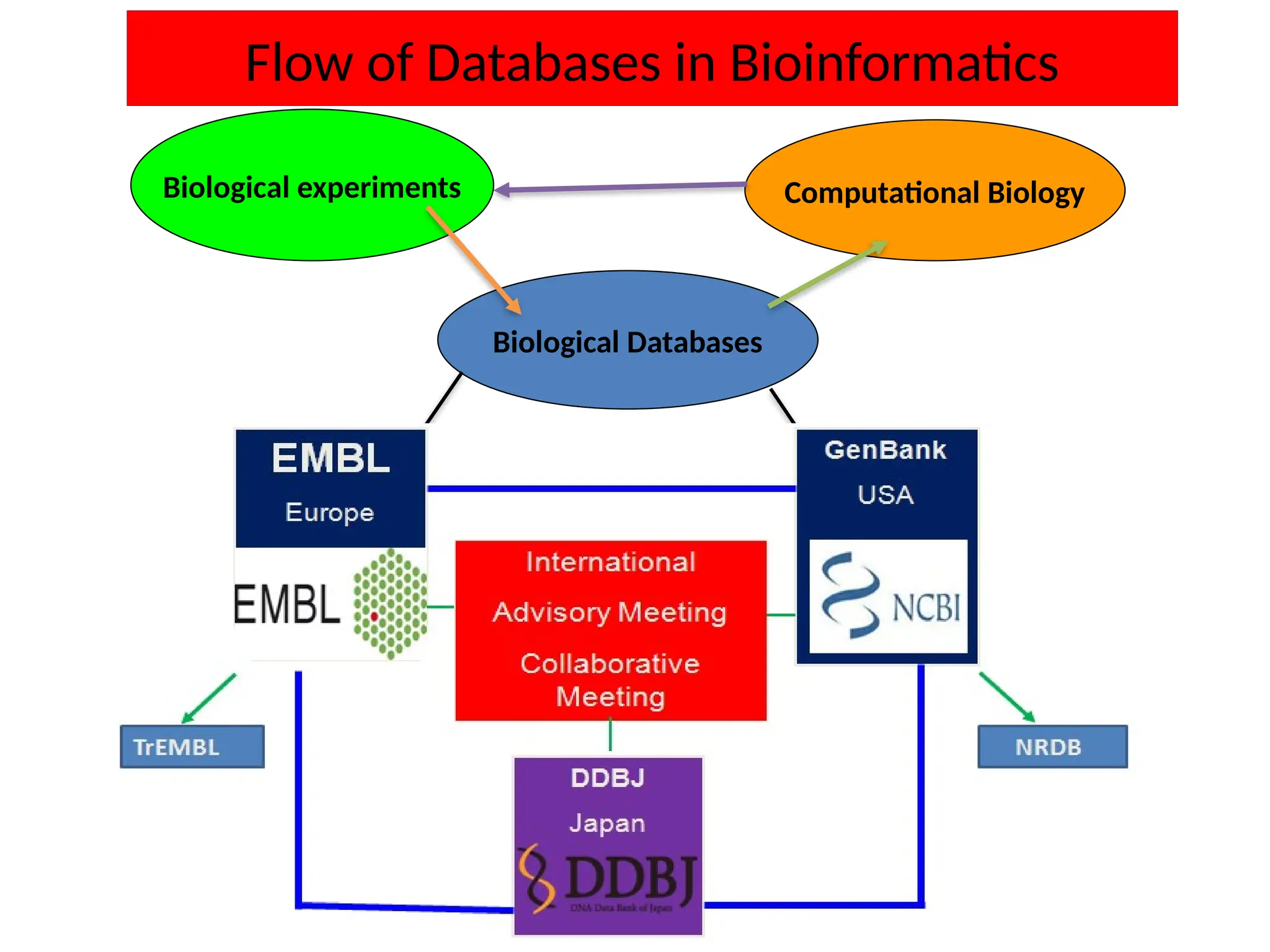 Flow of Databases in Bioinformatics
Biological experiments
Biological Databases
Computational Biology
 