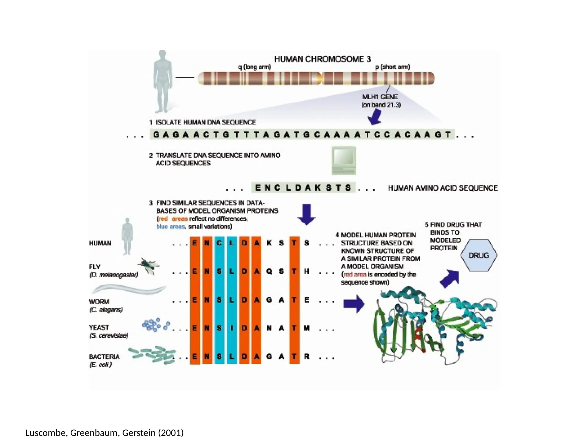 Luscombe, Greenbaum, Gerstein (2001)
 