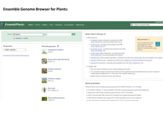 Ensemble Genome Browser for Plants:
 