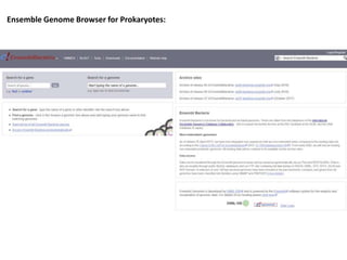 Ensemble Genome Browser for Prokaryotes:
 