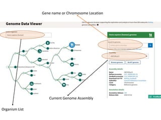 Gene name or Chromosome Location
Current Genome Assembly
Organism List
 