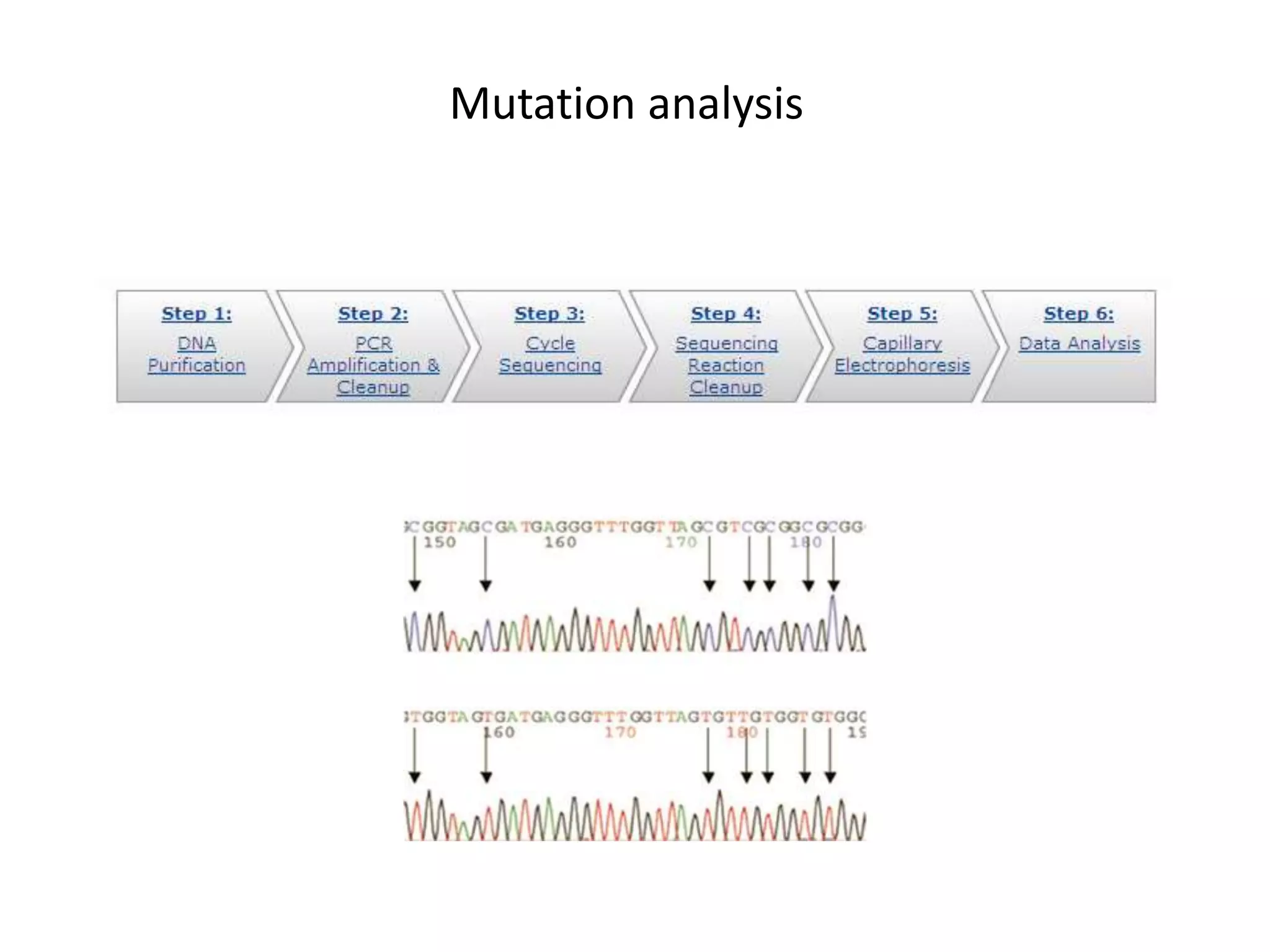 Mutation analysis
 
