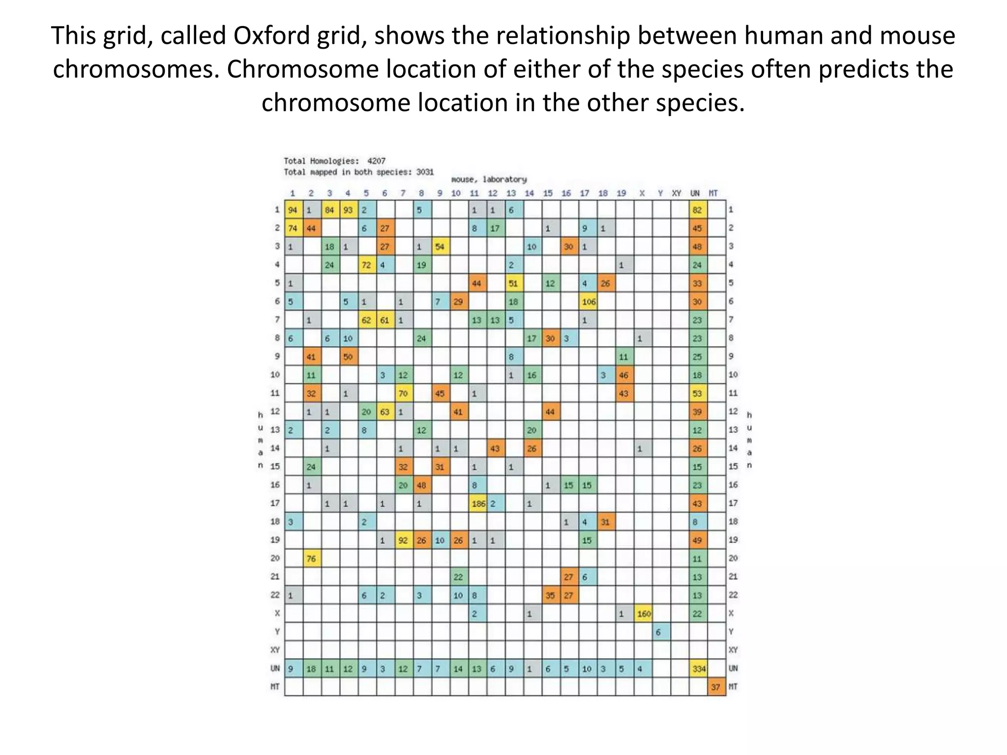 This grid, called Oxford grid, shows the relationship between human and mouse
chromosomes. Chromosome location of either of the species often predicts the
chromosome location in the other species.
 