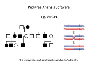 Pedigree Analysis Software
E.g. MERLIN
http://www.sph.umich.edu/csg/abecasis/Merlin/index.html
 