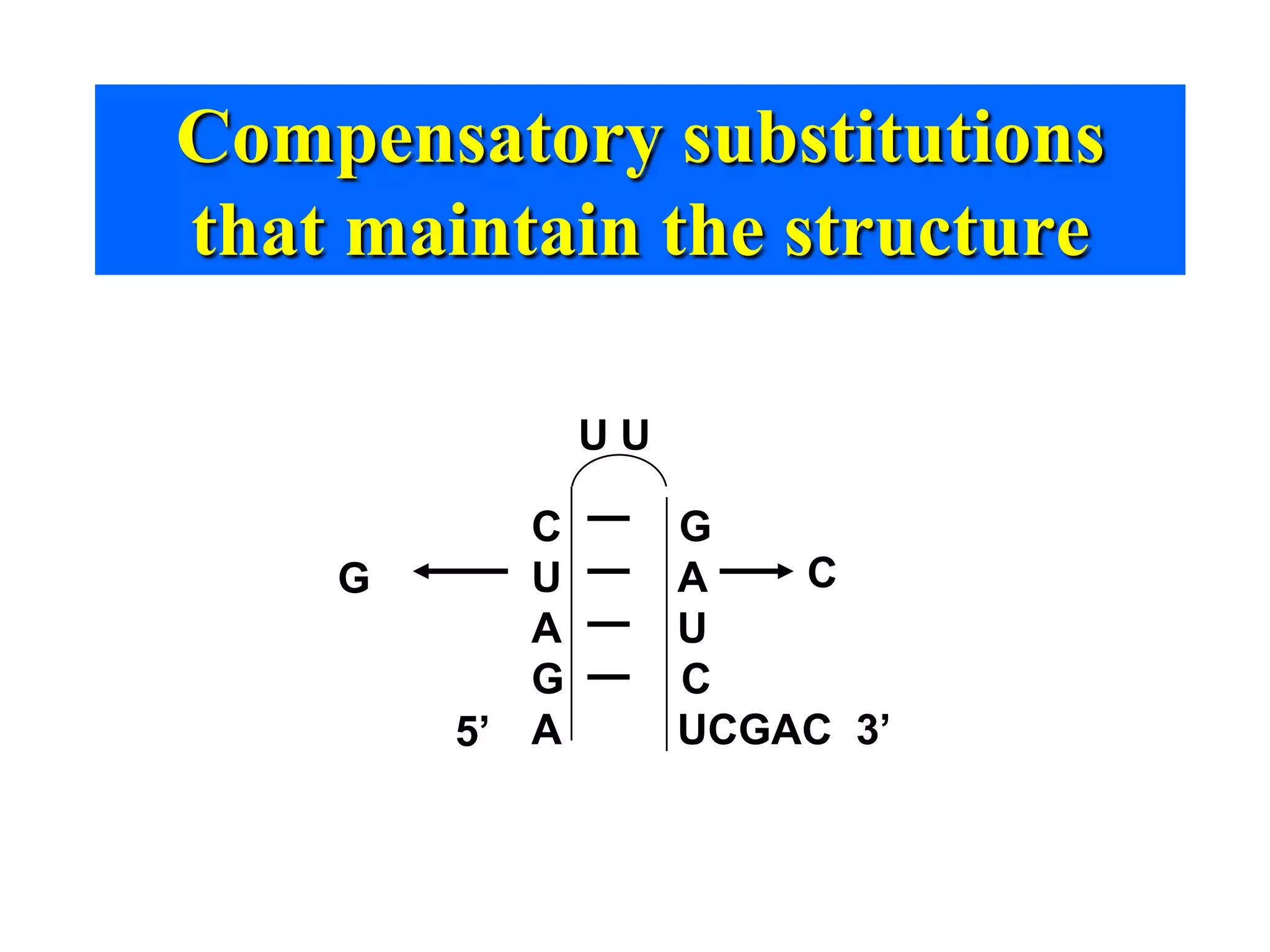Compensatory substitutions
that maintain the structure

               UU

           C        G
    G      U        A   C
           A        U
           G        C
        5’ A        UCGAC 3’
 
