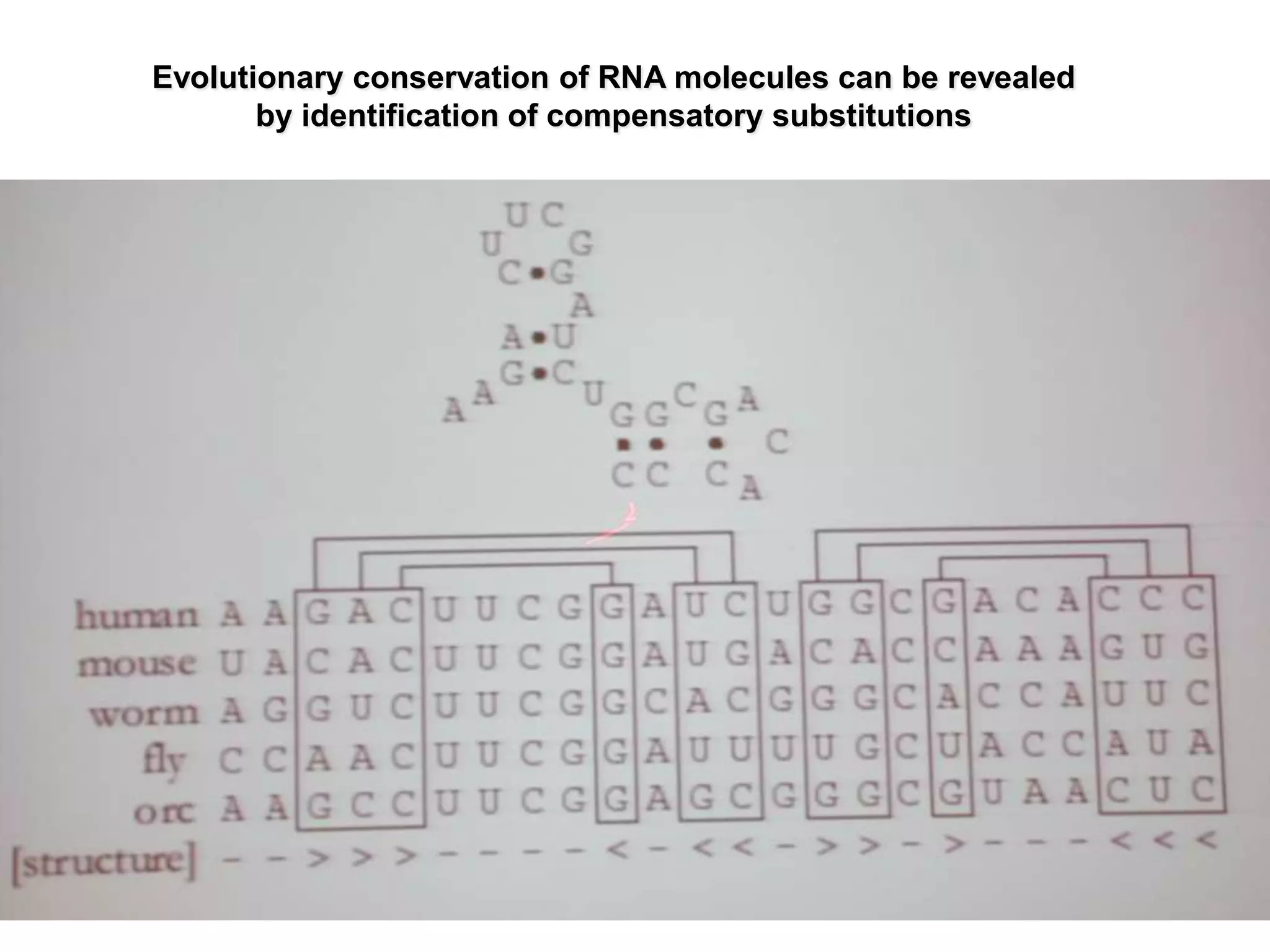 Evolutionary conservation of RNA molecules can be revealed
       by identification of compensatory substitutions
 