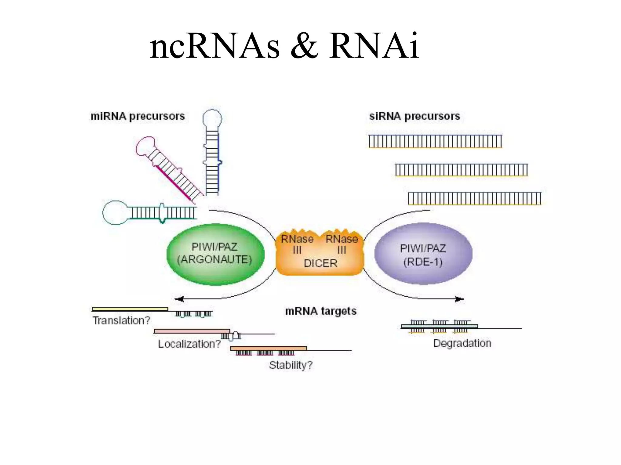 ncRNAs & RNAi
 