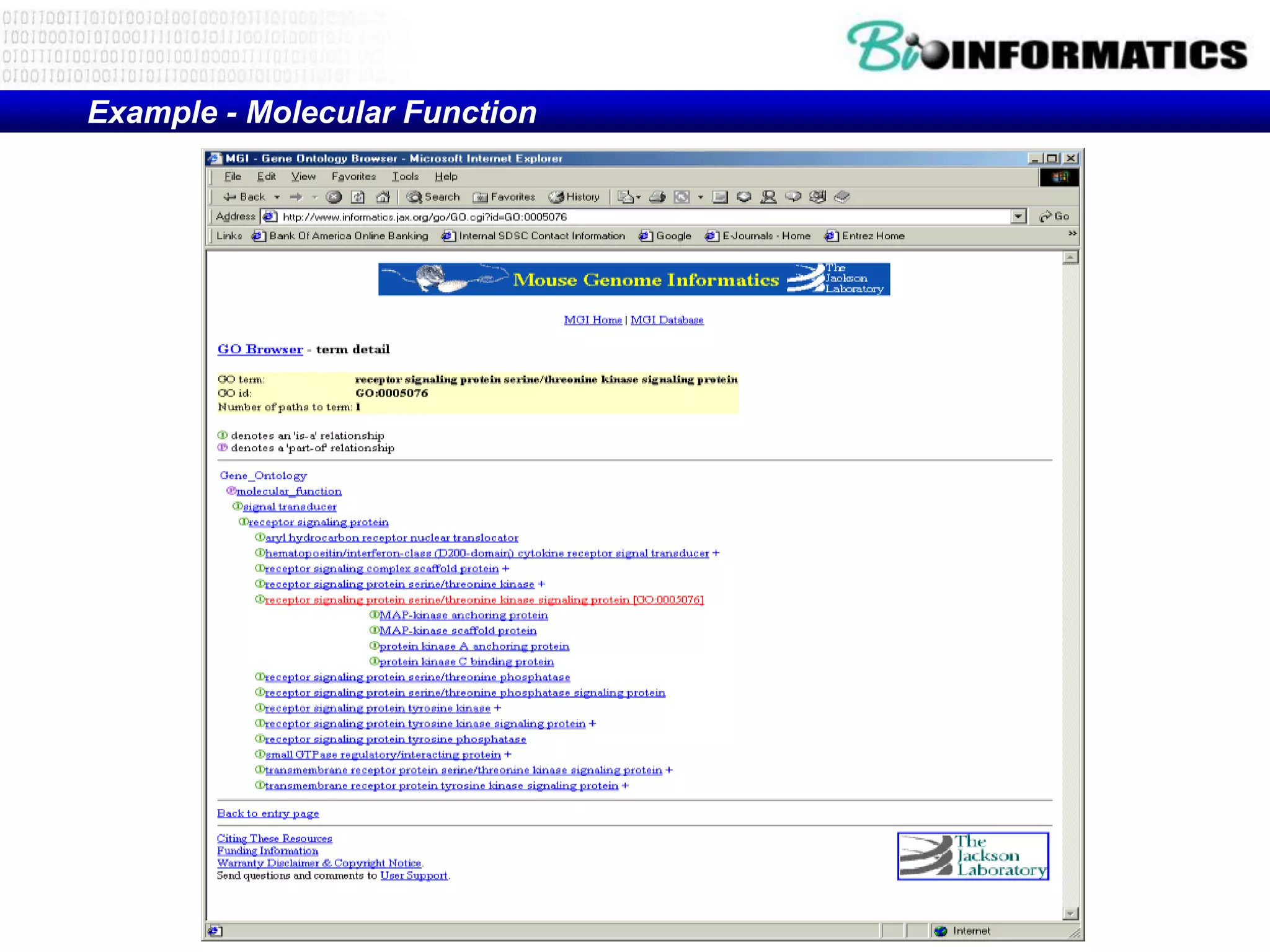 Example - Molecular Function
 