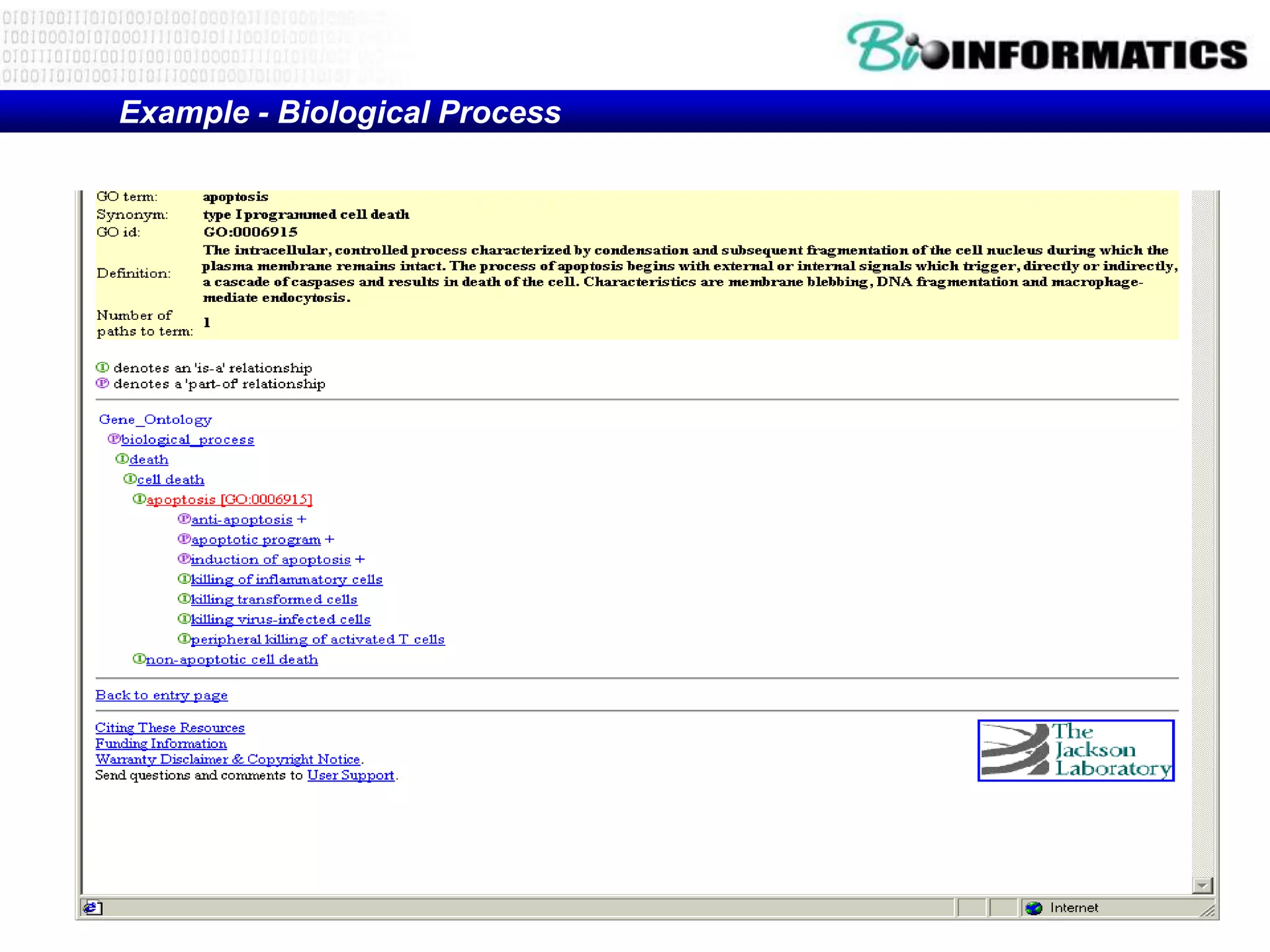 Example - Biological Process
 