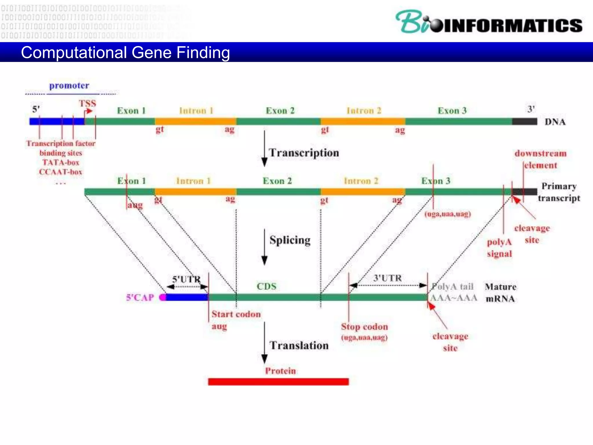 Computational Gene Finding

  Eukaryotic gene structure
 