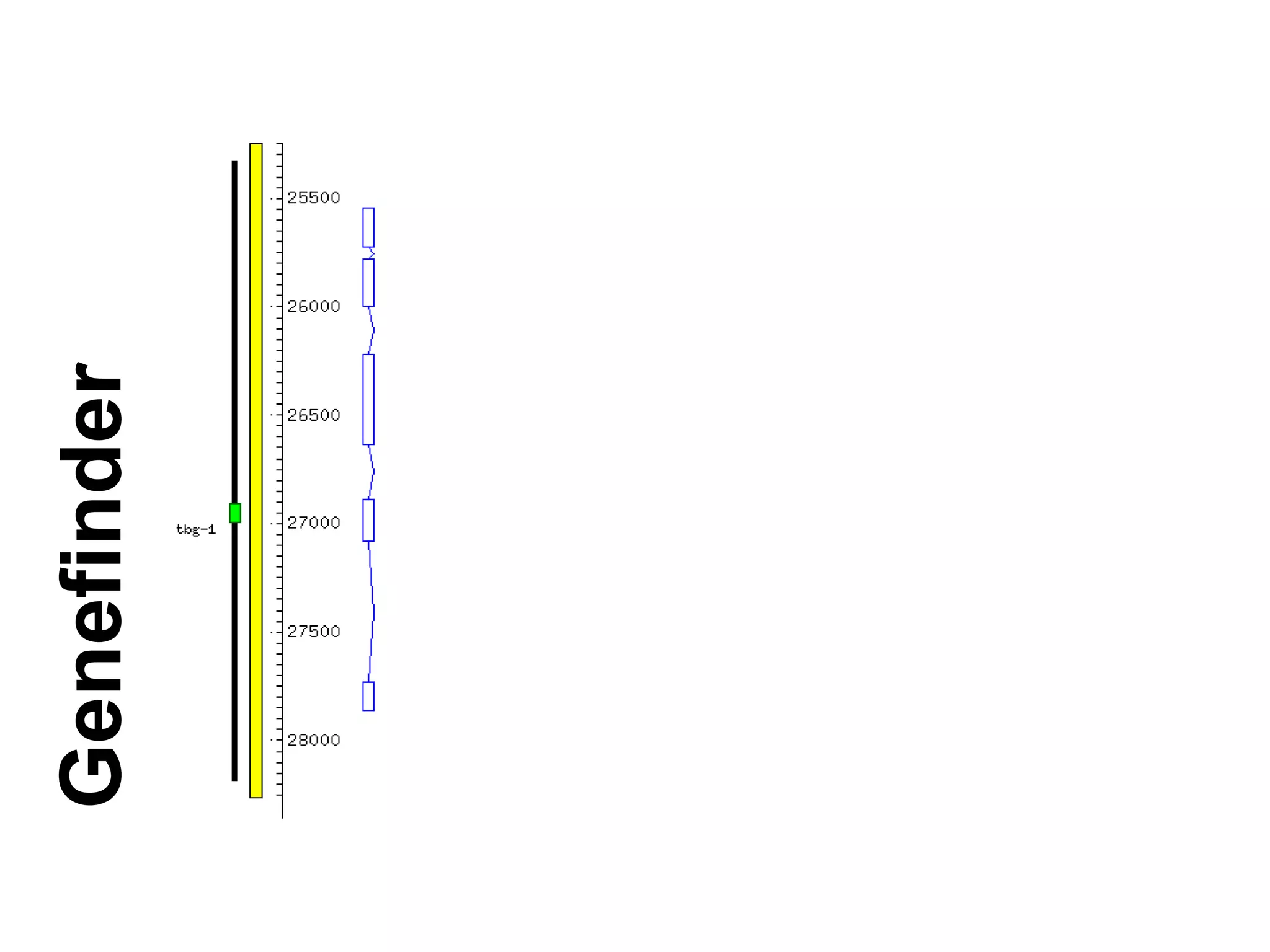 Genefinder
 
