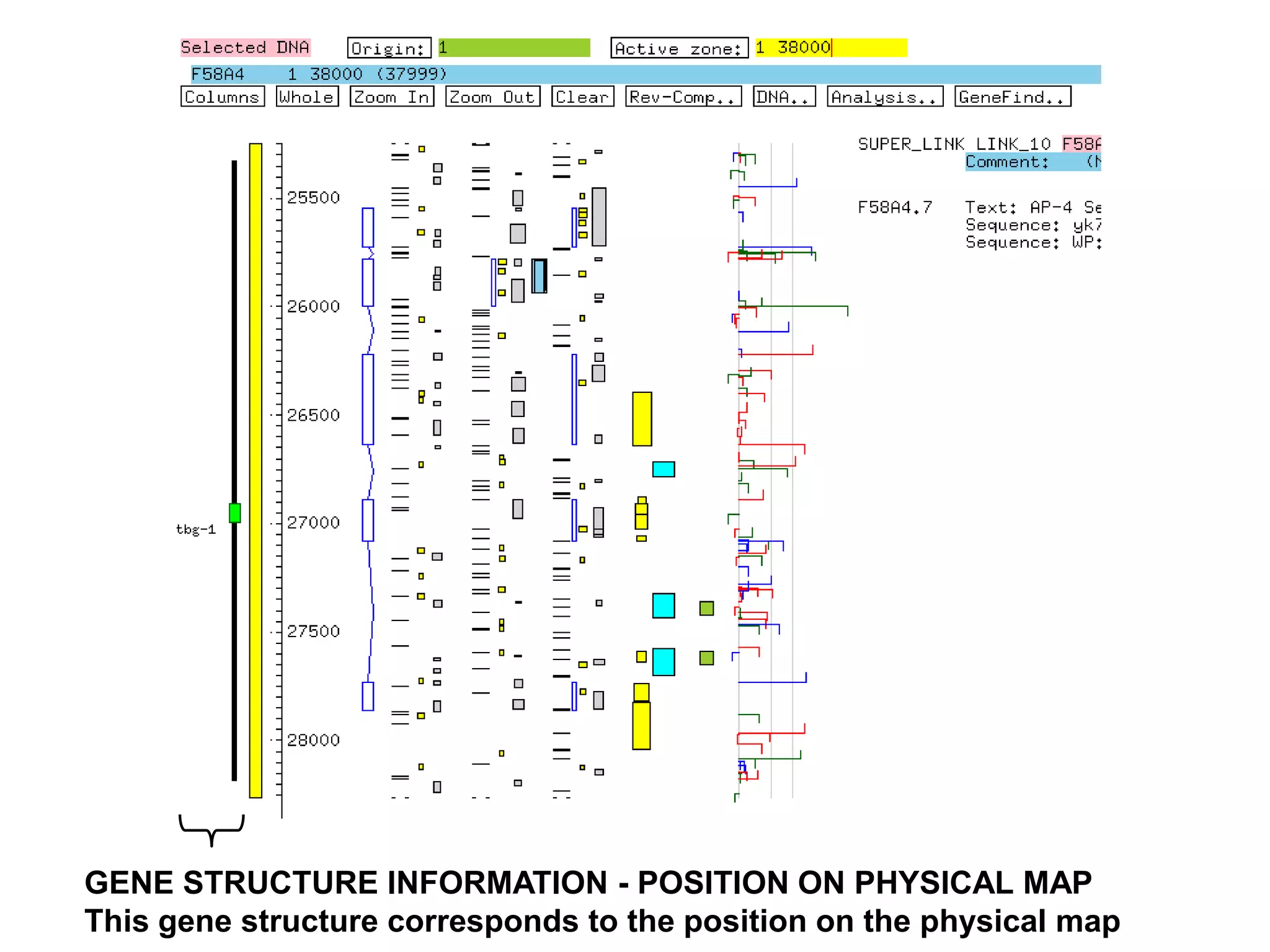 GENE STRUCTURE INFORMATION - POSITION ON PHYSICAL MAP
This gene structure corresponds to the position on the physical map
 