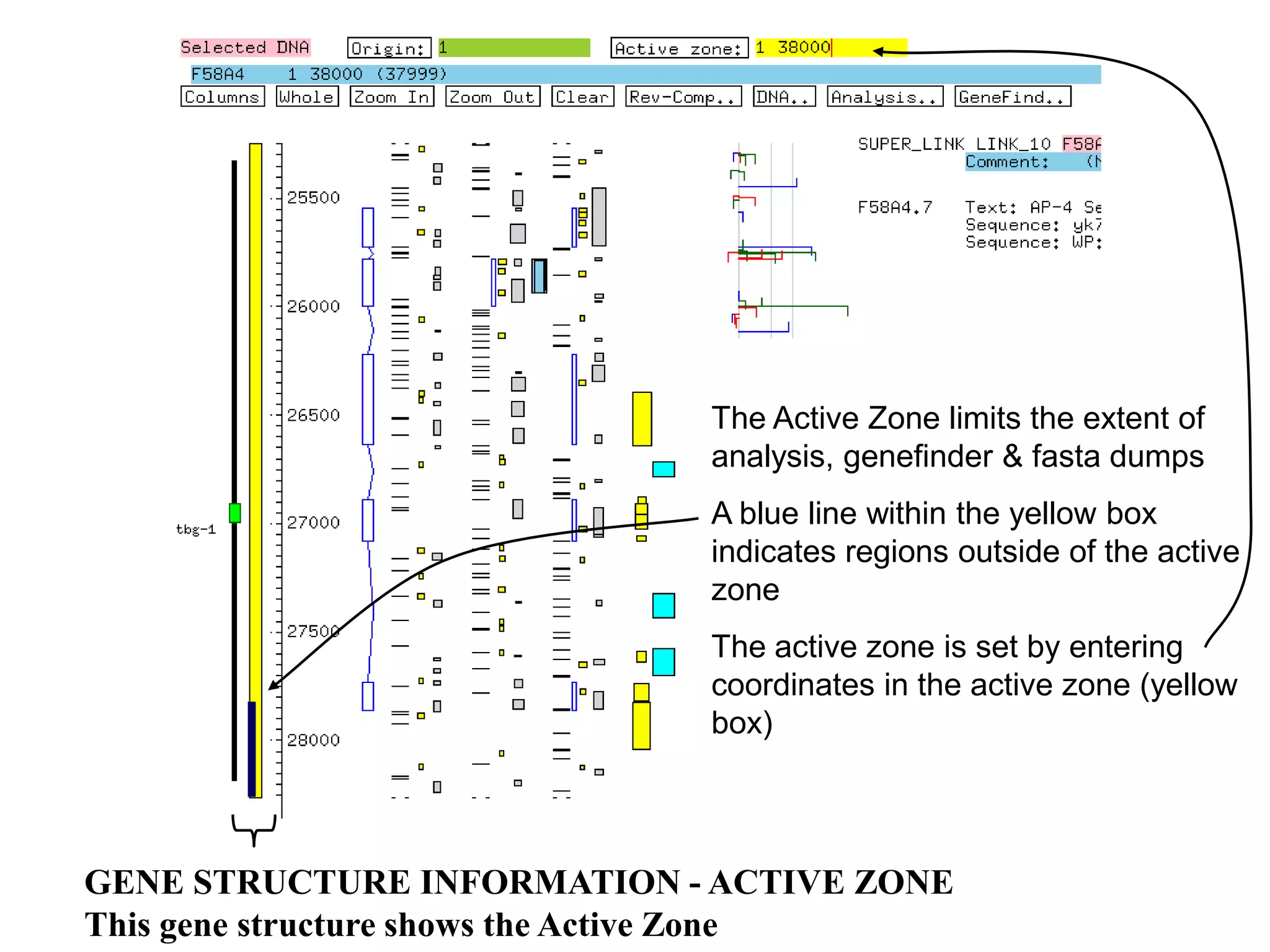The Active Zone limits the extent of
                             analysis, genefinder & fasta dumps
                             A blue line within the yellow box
                             indicates regions outside of the active
                             zone
                             The active zone is set by entering
                             coordinates in the active zone (yellow
                             box)




GENE STRUCTURE INFORMATION - ACTIVE ZONE
This gene structure shows the Active Zone
 