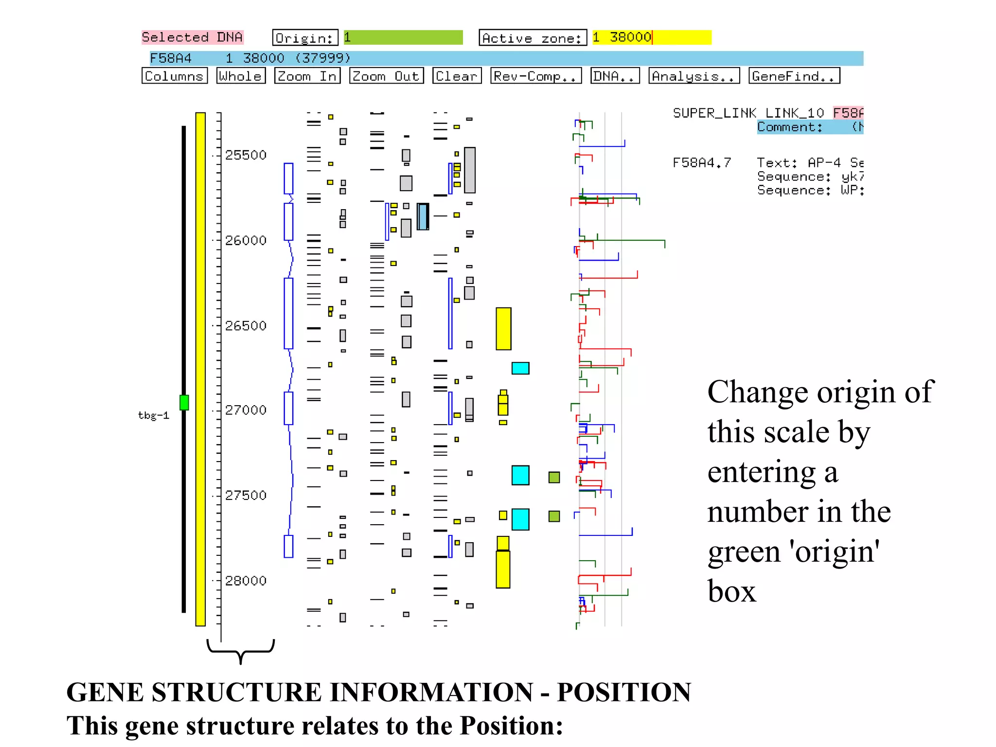 Change origin of
                                               this scale by
                                               entering a
                                               number in the
                                               green 'origin'
                                               box

GENE STRUCTURE INFORMATION - POSITION
This gene structure relates to the Position:
 