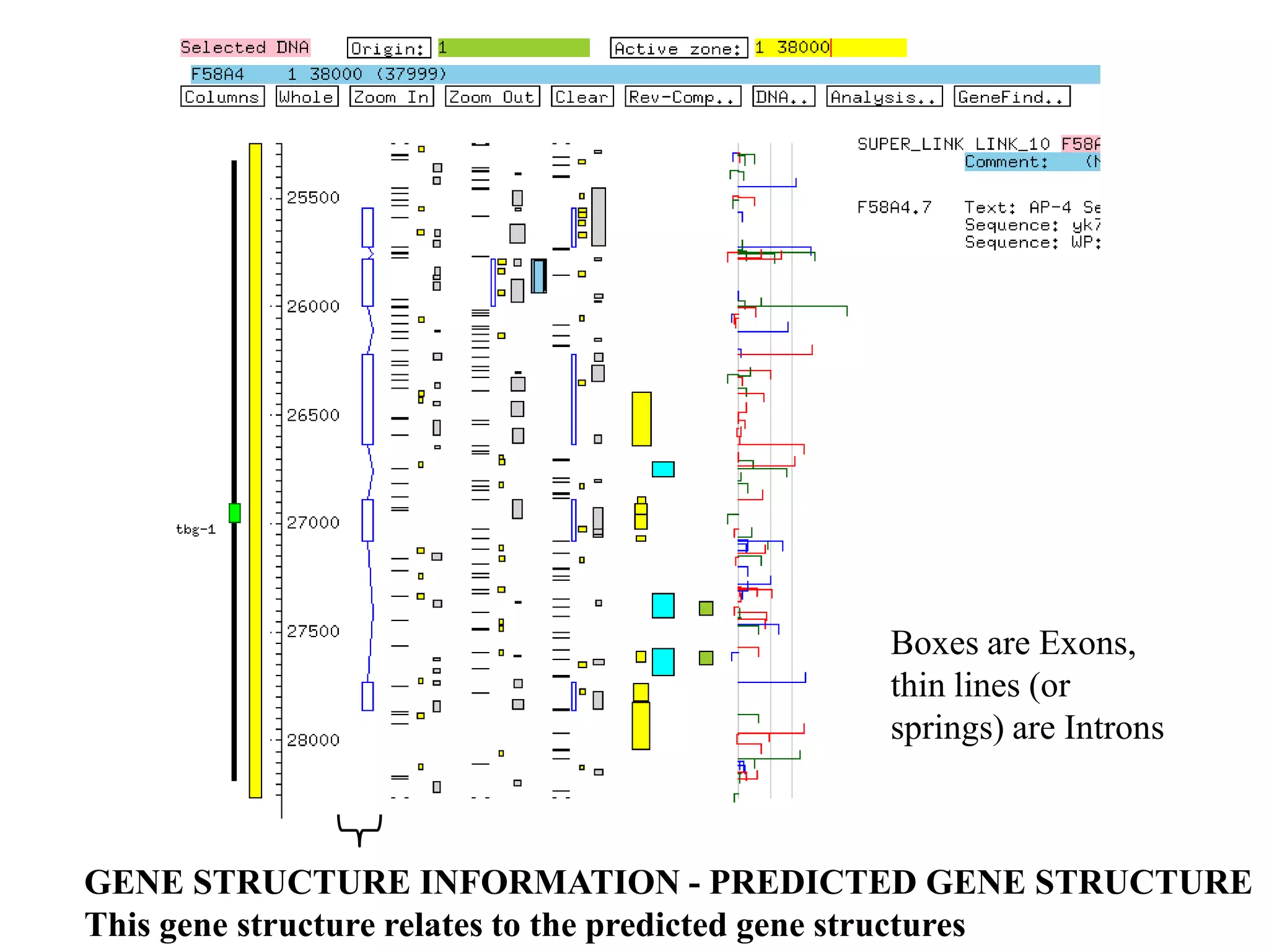 Boxes are Exons,
                                         thin lines (or
                                         springs) are Introns



GENE STRUCTURE INFORMATION - PREDICTED GENE STRUCTURE
This gene structure relates to the predicted gene structures
 