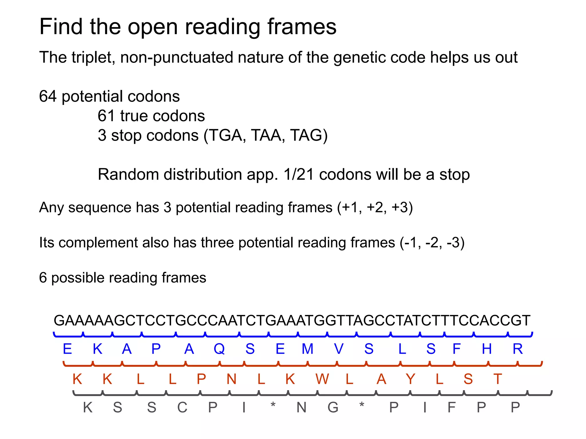 Find the open reading frames
The triplet, non-punctuated nature of the genetic code helps us out

64 potential codons
       61 true codons
       3 stop codons (TGA, TAA, TAG)

             Random distribution app. 1/21 codons will be a stop
Any sequence has 3 potential reading frames (+1, +2, +3)

Its complement also has three potential reading frames (-1, -2, -3)

6 possible reading frames

  GAAAAAGCTCCTGCCCAATCTGAAATGGTTAGCCTATCTTTCCACCGT
   E         K   A       P       A       Q       S       E       M       V       S       L       S       F       H       R

     K       K       L       L       P       N       L       K       W       L       A       Y       L       S       T
         K       S       S       C       P       I       *       N   G           *       P       I       F       P       P
 