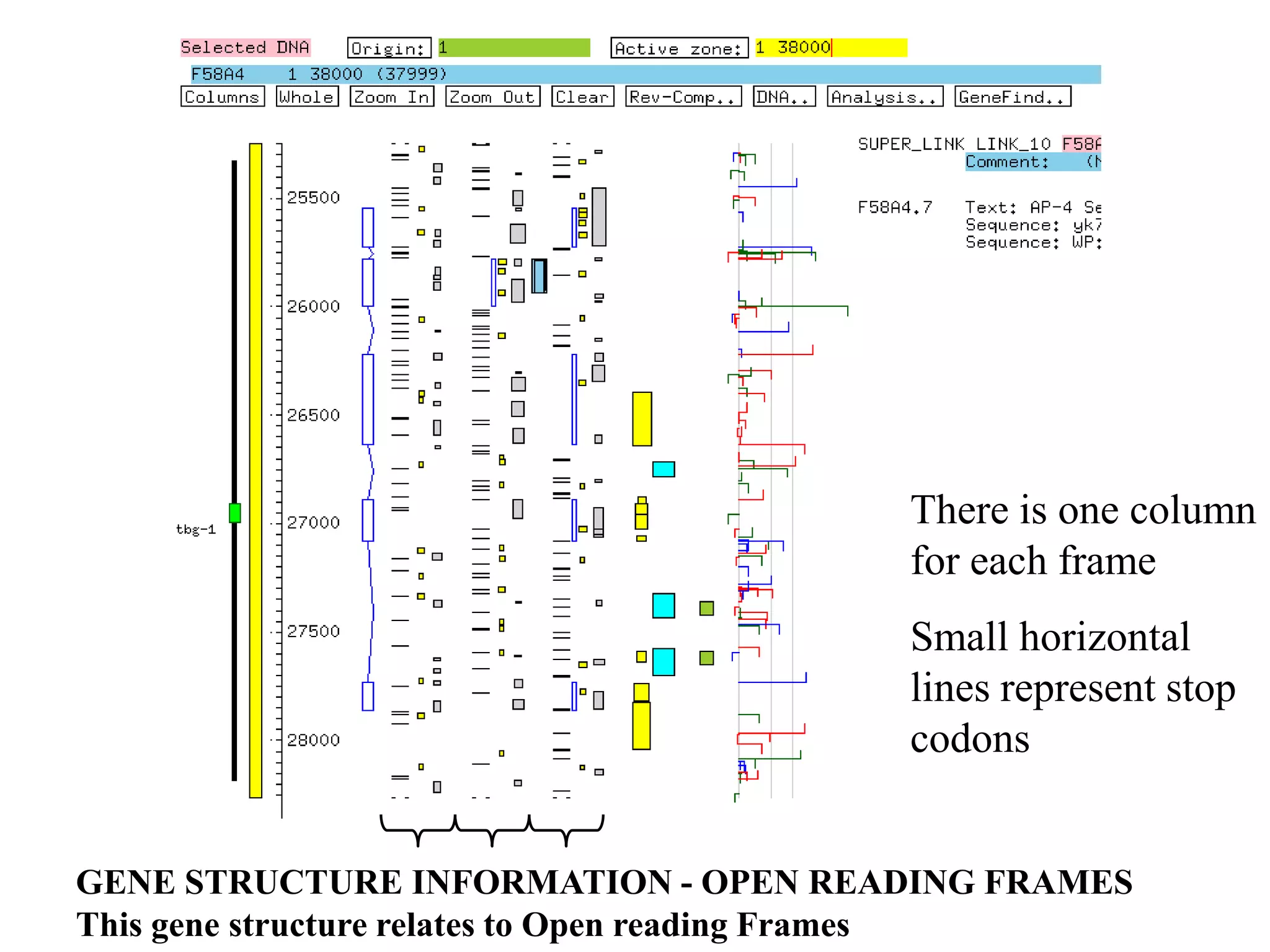 There is one column
                                       for each frame
                                       Small horizontal
                                       lines represent stop
                                       codons


GENE STRUCTURE INFORMATION - OPEN READING FRAMES
This gene structure relates to Open reading Frames
 
