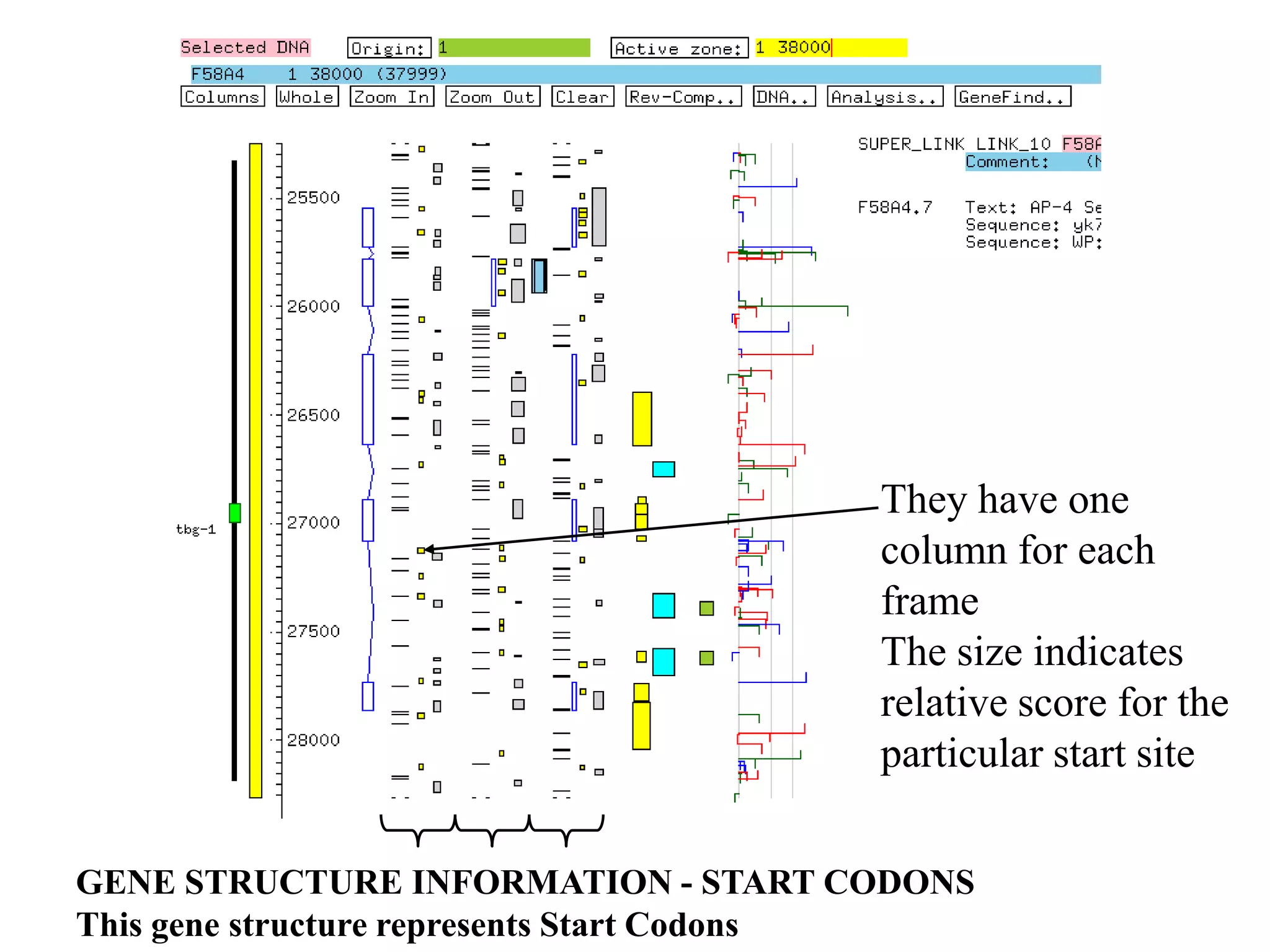 They have one
                                      column for each
                                      frame
                                      The size indicates
                                      relative score for the
                                      particular start site

GENE STRUCTURE INFORMATION - START CODONS
This gene structure represents Start Codons
 