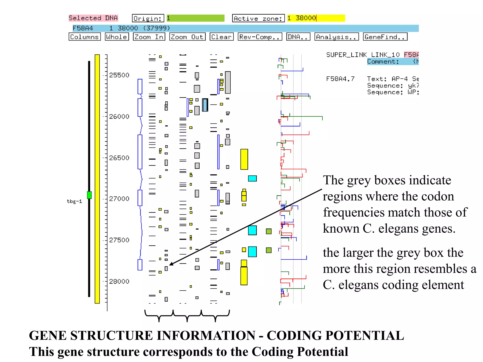 The grey boxes indicate
                                           regions where the codon
                                           frequencies match those of
                                           known C. elegans genes.
                                           the larger the grey box the
                                           more this region resembles a
                                           C. elegans coding element


GENE STRUCTURE INFORMATION - CODING POTENTIAL
This gene structure corresponds to the Coding Potential
 
