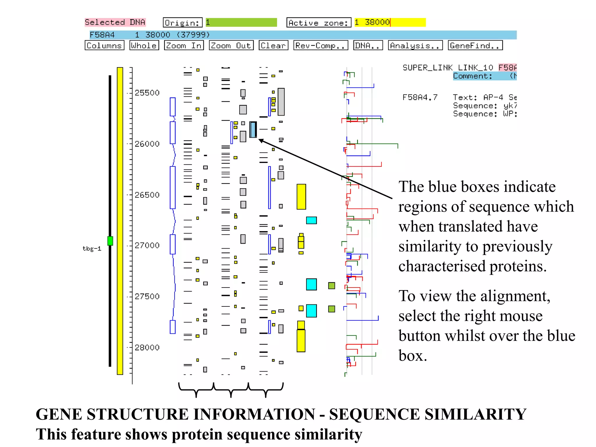 The blue boxes indicate
                                   regions of sequence which
                                   when translated have
                                   similarity to previously
                                   characterised proteins.
                                   To view the alignment,
                                   select the right mouse
                                   button whilst over the blue
                                   box.


GENE STRUCTURE INFORMATION - SEQUENCE SIMILARITY
This feature shows protein sequence similarity
 