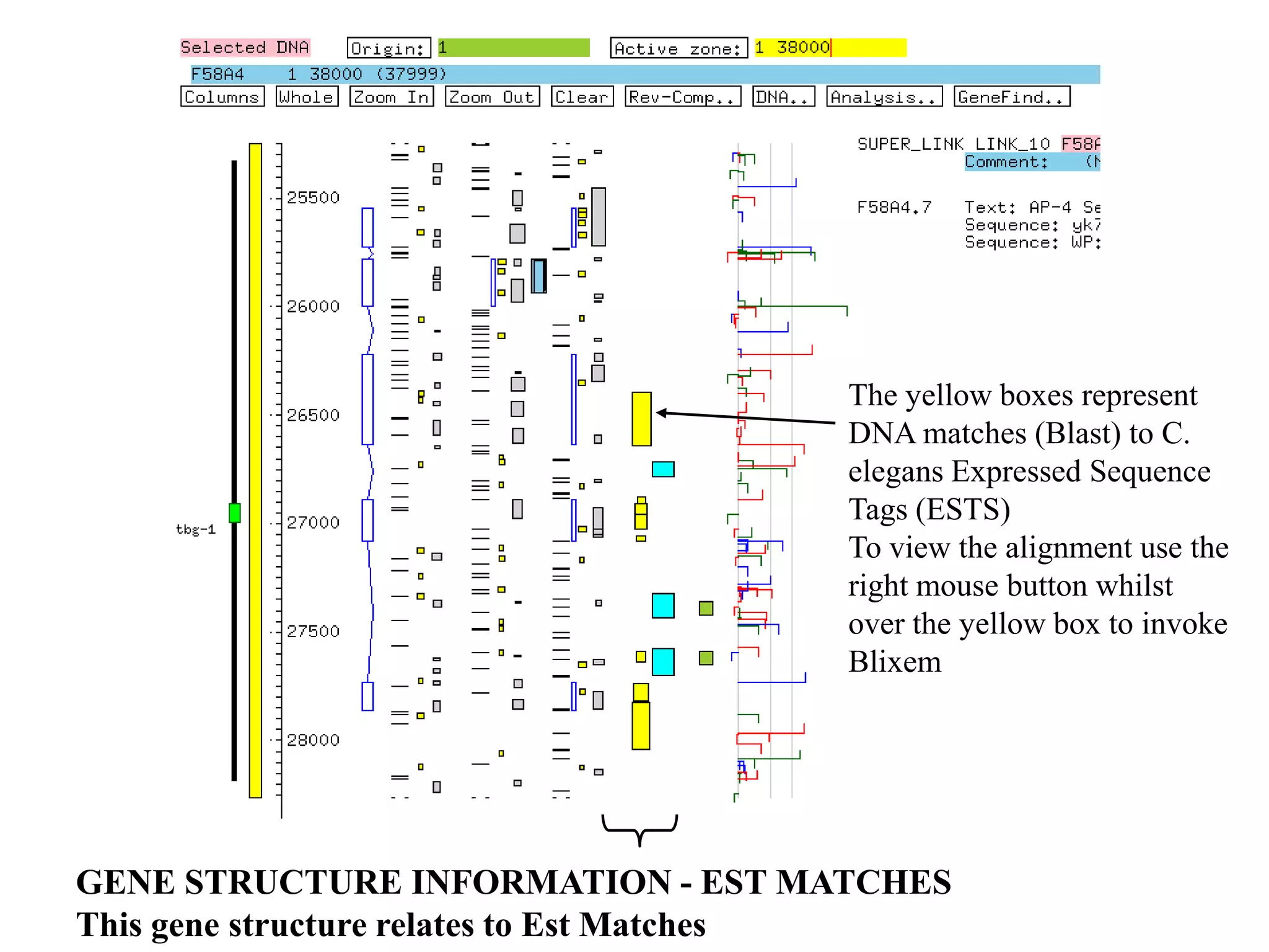The yellow boxes represent
                                     DNA matches (Blast) to C.
                                     elegans Expressed Sequence
                                     Tags (ESTS)
                                     To view the alignment use the
                                     right mouse button whilst
                                     over the yellow box to invoke
                                     Blixem




GENE STRUCTURE INFORMATION - EST MATCHES
This gene structure relates to Est Matches
 