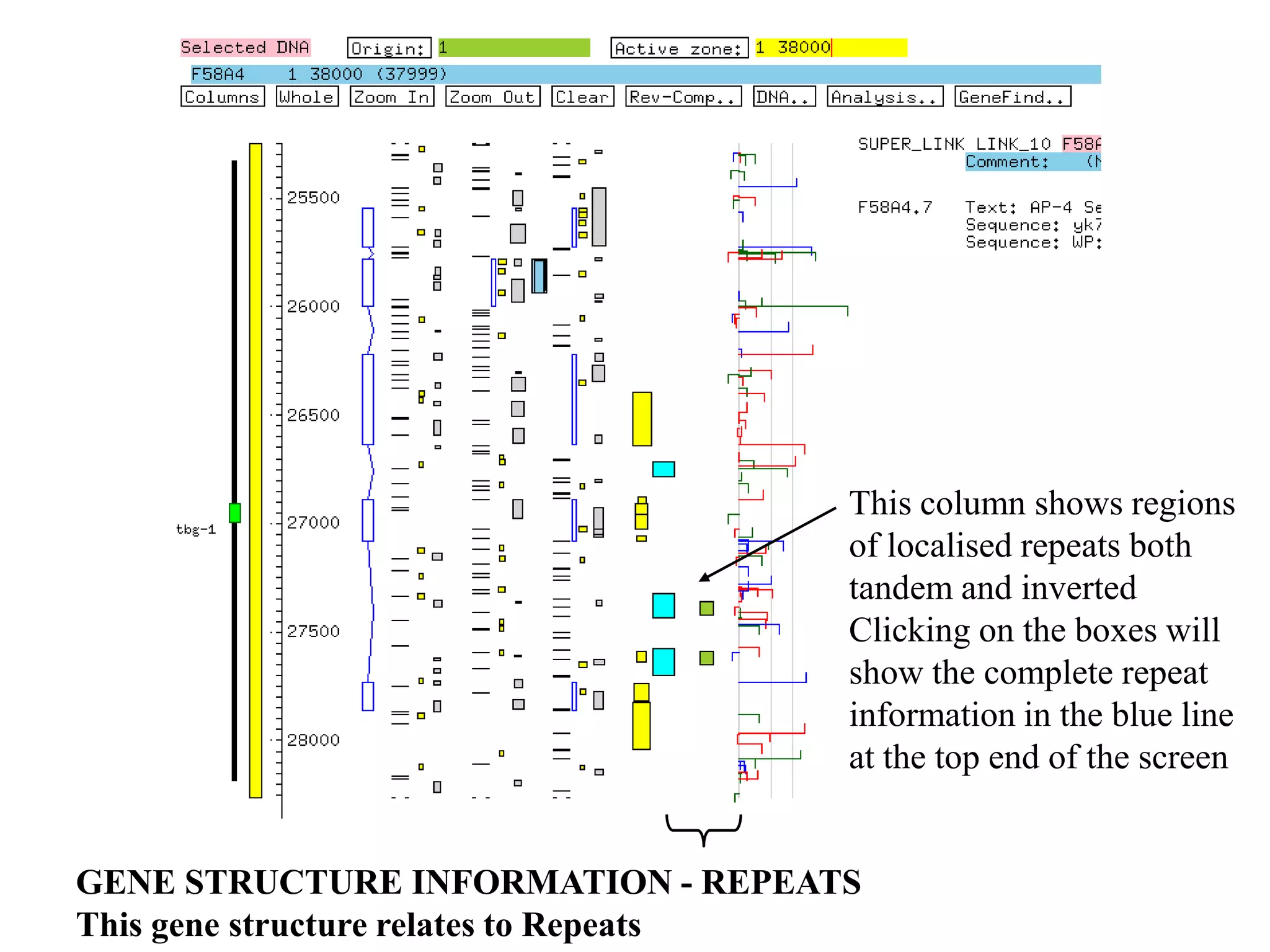 This column shows regions
                                     of localised repeats both
                                     tandem and inverted
                                     Clicking on the boxes will
                                     show the complete repeat
                                     information in the blue line
                                     at the top end of the screen


GENE STRUCTURE INFORMATION - REPEATS
This gene structure relates to Repeats
 