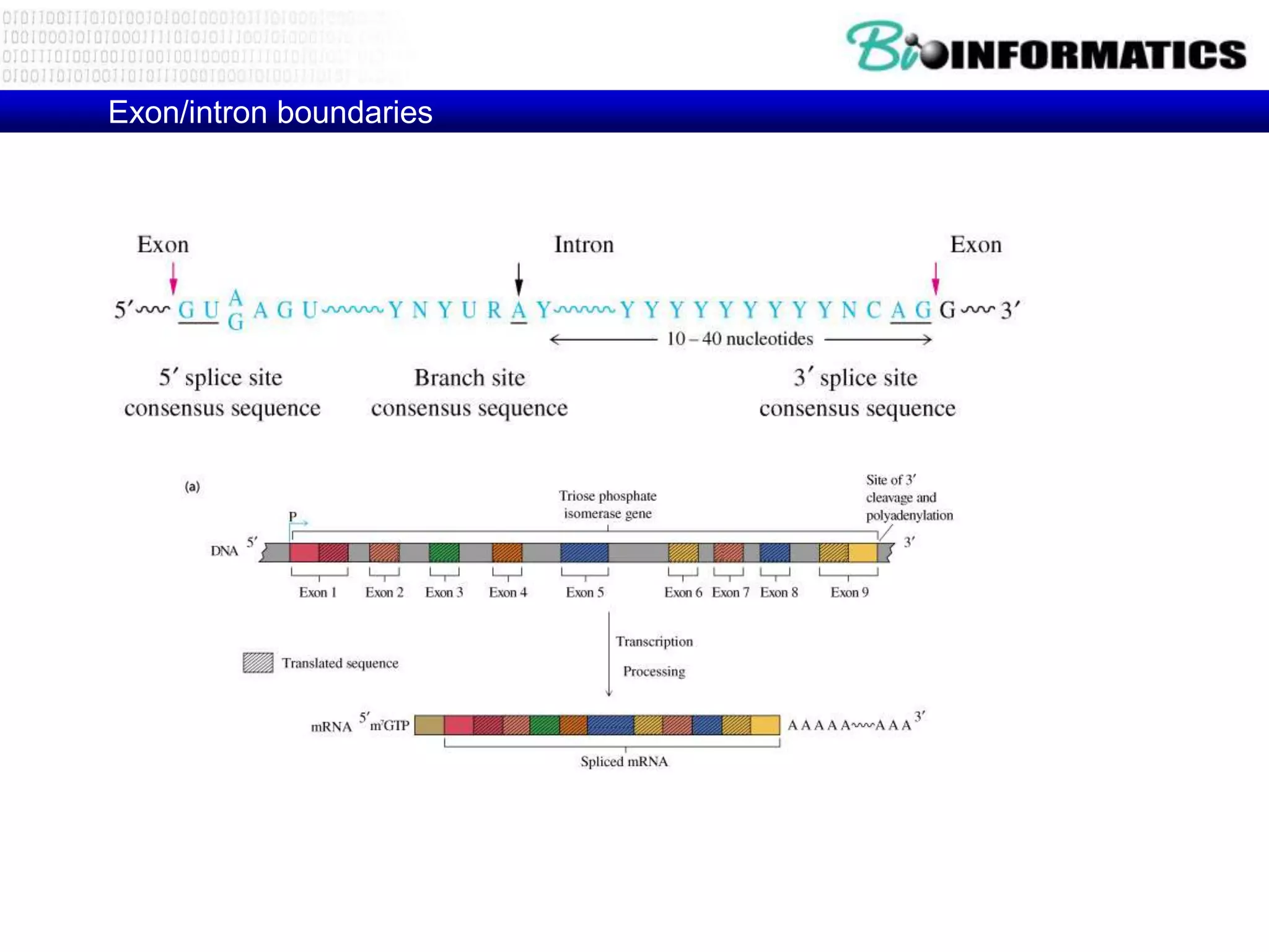 Exon/intron boundaries
 