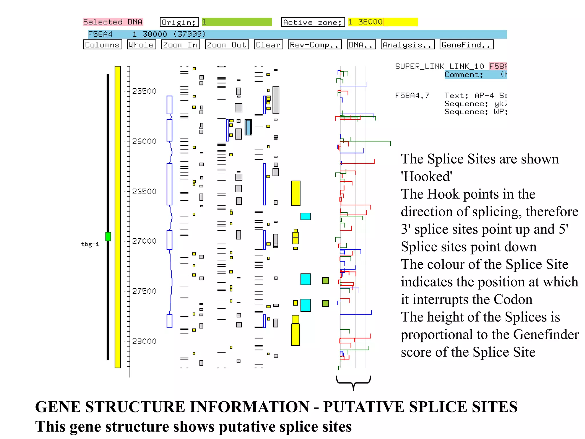 The Splice Sites are shown
                                     'Hooked'
                                     The Hook points in the
                                     direction of splicing, therefore
                                     3' splice sites point up and 5'
                                     Splice sites point down
                                     The colour of the Splice Site
                                     indicates the position at which
                                     it interrupts the Codon
                                     The height of the Splices is
                                     proportional to the Genefinder
                                     score of the Splice Site


GENE STRUCTURE INFORMATION - PUTATIVE SPLICE SITES
This gene structure shows putative splice sites
 
