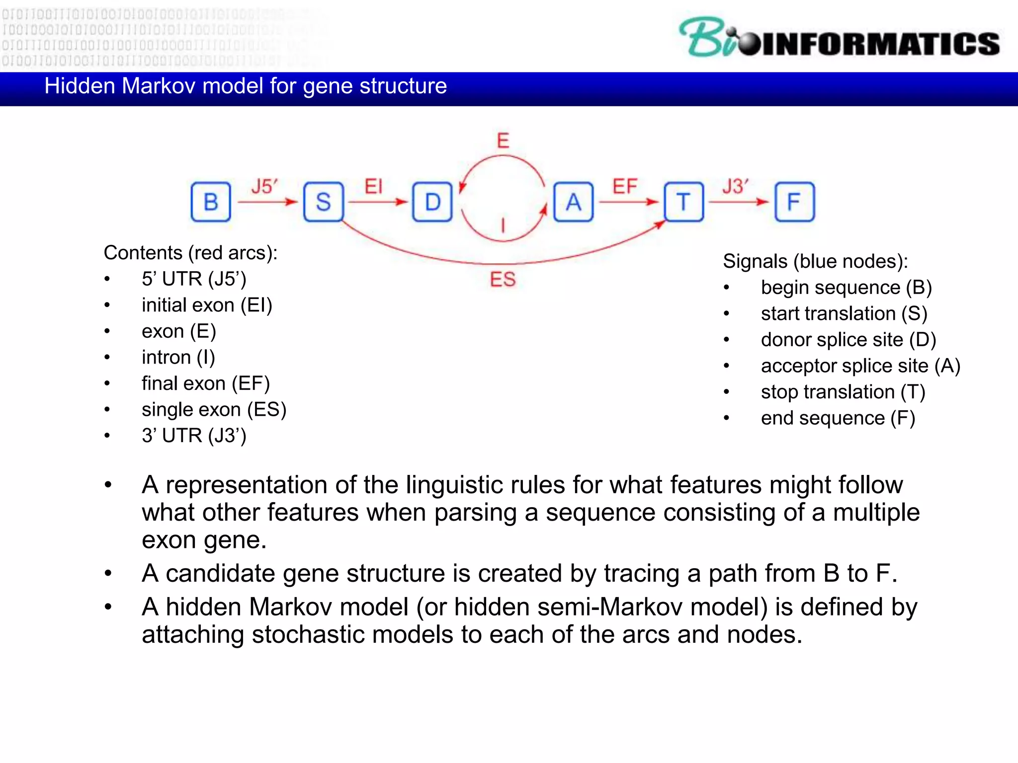 Hidden Markov model for gene structure




     Contents (red arcs):                                    Signals (blue nodes):
     •  5’ UTR (J5’)                                         •   begin sequence (B)
     •  initial exon (EI)                                    •   start translation (S)
     •  exon (E)                                             •   donor splice site (D)
     •  intron (I)                                           •   acceptor splice site (A)
     •  final exon (EF)                                      •   stop translation (T)
     •  single exon (ES)                                     •   end sequence (F)
     •  3’ UTR (J3’)

     •   A representation of the linguistic rules for what features might follow
         what other features when parsing a sequence consisting of a multiple
         exon gene.
     •   A candidate gene structure is created by tracing a path from B to F.
     •   A hidden Markov model (or hidden semi-Markov model) is defined by
         attaching stochastic models to each of the arcs and nodes.
 