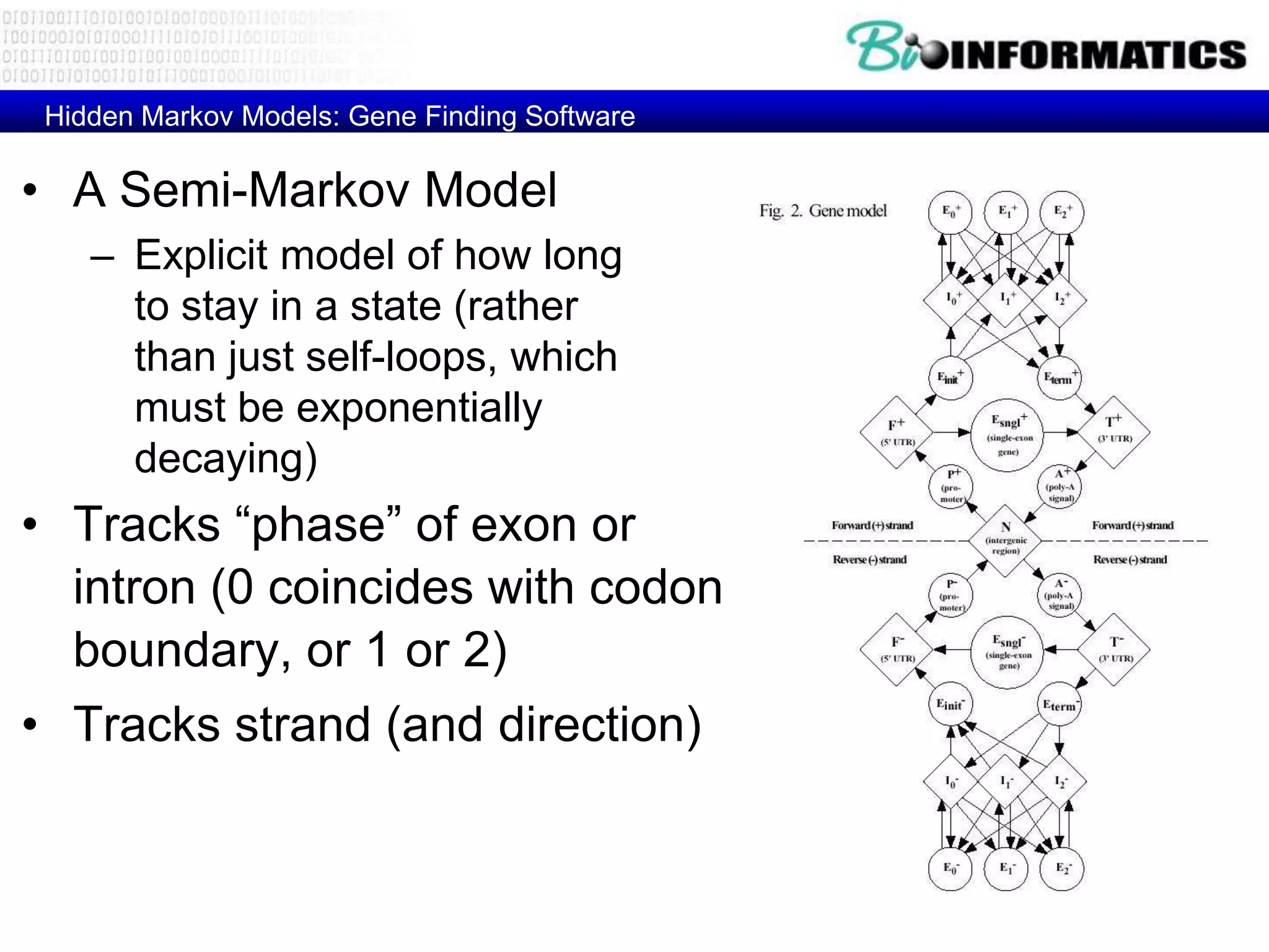 Hidden Markov Models: Gene Finding Software

• A Semi-Markov Model
   GENSCAN
    not to be confused with GeneScan, a commercial product




    – Explicit model of how long
      to stay in a state (rather
      than just self-loops, which
      must be exponentially
      decaying)
• Tracks “phase” of exon or
  intron (0 coincides with codon
  boundary, or 1 or 2)
• Tracks strand (and direction)
 