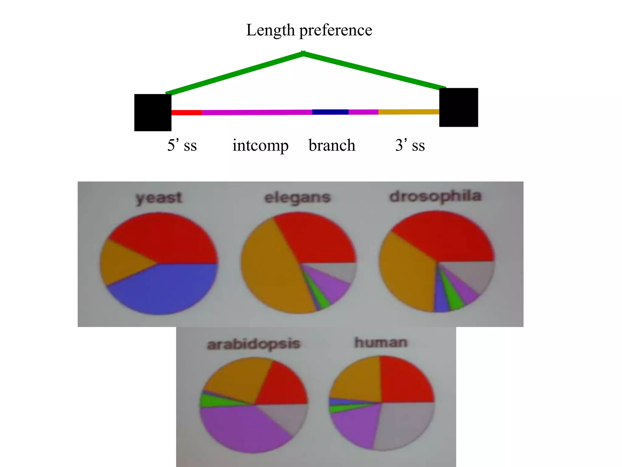 Length preference




5’ ss   intcomp   branch     3’ ss
 