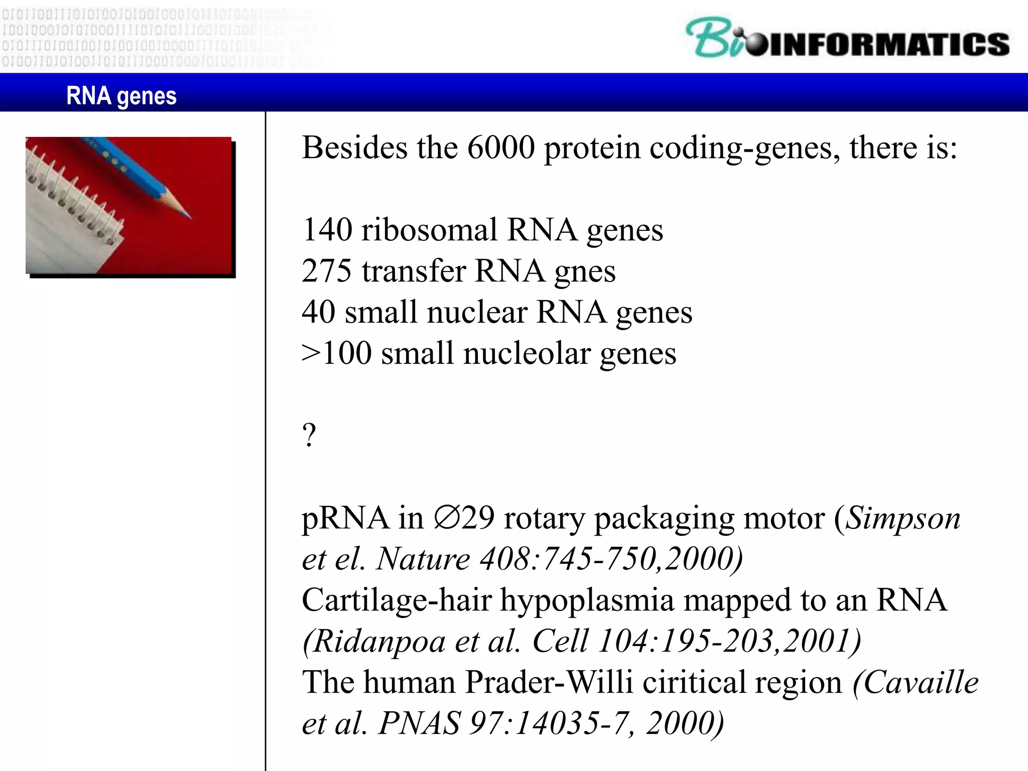 RNA genes

                                Besides the 6000 protein coding-genes, there is:

                                140 ribosomal RNA genes
                                275 transfer RNA gnes
                                40 small nuclear RNA genes
                                >100 small nucleolar genes

                                ?

                                pRNA in 29 rotary packaging motor (Simpson
                                et el. Nature 408:745-750,2000)
                                Cartilage-hair hypoplasmia mapped to an RNA
Contents-Schedule




                                (Ridanpoa et al. Cell 104:195-203,2001)
                                The human Prader-Willi ciritical region (Cavaille
                                et al. PNAS 97:14035-7, 2000)
 