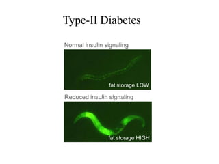 Type-II Diabetes

Normal insulin signaling




                fat storage LOW

Reduced insulin signaling




                fat storage HIGH
 