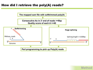 How did I retrieve the poly(A) reads?
Method
The mapped sam file with softtrimmed poly(A)
Softtrimming
+	
  
5’	
   3’	
  
RNAseq_reads	
  
5’	
  
3’	
  
Genome	
   5’	
   3’	
  
AAAAAAAA
5’	
   +	
  
Splicing	
  length	
  >=1500bp	
  	
  
Perl programming to pick up Poly(A) reads
Consecutive As in 3’ end of reads >=8bp
Quality score of each A >=40
Huge splicing
 