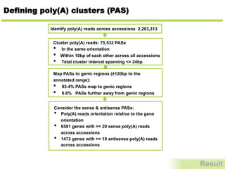 Defining poly(A) clusters (PAS)
Result
Identify poly(A) reads across accessions 2,203,313 	
  
Cluster poly(A) reads: 75,532 PASs
•  In the same orientation
•  Within 10bp of each other across all accessions
•  Total cluster interval spanning <= 24bp
Map PASs to genic regions (±120bp to the
annotated range):
•  93.4% PASs map to genic regions
•  6.6% PASs further away from genic regions
Consider the sense & antisense PASs:
•  Poly(A) reads orientation relative to the gene
orientation
•  6581 genes with >= 20 sense poly(A) reads
across accessions
•  1473 genes with >= 10 antisense poly(A) reads
across accessions
 