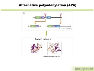 Alternative polyadenylation (APA)
Background
Ex1 Ex3Ex2Ex1 Ex3Ex2
(b)
Ex1 Ex3Ex2Ex1 Ex2
Ex1 Ex3
PASPAS
Ex2
5′ 3′
5′
5′
5′ 5′3′ 3′
3′
3′
Current Opinion in Cell Biology
Major categories of APA. This model refers to a hypothetical gene with three exons and two PASs. (a) When both PASs are located in the 30
UTR, then
identical proteins are produced. Because the 30
UTR often contains elements regulating transcript stability, degradation, or localization, the quantity of
protein produced may be altered depending upon PAS choice. (b) When one PAS is located in the coding region, a truncated protein is produced when
the proximal PAS is chosen. Ex = exon, PAS = polyadenylation site; thick lines = UTR regions, thin lines = intronic regions.
www.sciencedirect.com Current Opinion in Cell Biology 2013, 25:222–232
Adapted from Tress et al. 2007
Protein	
  isoforms	
  
 