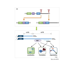 Tian, et al. 2013
differentiated cells are reprogrammed to ES cell-like in-
duced pluripotent stem (iPS) cells [41]. A notable excep-
tion, however, has been observed with spermatogonial
germ cells, whose reprogramming to ES cells involves 30
UTR lengthening [41]. Notably, this is in line with the fact
that germ cells are more proliferative than ES cells. Simi-
lar trends of 30
UTR length regulation have been reported
for comparisons of ES cells versus neural stem/progenitor
(NSP) cells or neurons [42]. Although these studies have all
pointed to a connection between 30
UTR length and cell
proliferation, cardiac hypertrophy, in which myocytes grow
in size rather than in number, has also been found to
involve 30
UTR shortening [43]. Thus, a general rule
may be that APA regulation is correlated with cell growth.
Cancer
Cancer cells are of course hi
with this, and consistent with
been found to express, in gene
UTRs, as ﬁrst shown in tran
mouse B-cell leukemia/lymp
recently in human colorectal c
lung cancers [47]. In the stud
proﬁle was found to be info
subtypes with different surv
its relevance to cancer devel
nostic marker. One key questi
in cancer is whether prolifera
major driver of APA. Meta-an
transformed and nontransfo
dicted proliferation rates has
transformation has a signiﬁc
[44]. However, a recent study
the same cells (BJ primary ﬁb
lial cell line MCF10A) in prol
formed states, proliferatio
determinant of 30
UTR length
of 30
UTR regulation in cance
that, compared to MCF10A,
and MB231 show shortened
spectively. Notably, it has als
to the general trend, some g
adhesion genes, tend to expre
UTRs in cancer cells [45,46]. T
delineated how APA of differe
different cancer types and at
APA is modulated by multi
Regulation of core C/P facto
miRNA
RBP
TranslaƟon DegradaƟonLocalizaƟon
AAAnCDS
CDS
cUTR aUTR
!!
AAA
AAA
n
TiBS
Figure 2. Regulation of cis elements in 30
untranslated regions (UTRs) by
alternative cleavage and polyadenylation (APA). Two mRNA isoforms are
shown. The 30
UTR region upstream of the proximal cleavage and
Figure 1
(a)
Ex1 Ex3
PASPAS
Ex2
Ex1 Ex3Ex2Ex1 Ex3Ex2
(b)
Ex1 Ex3Ex2Ex1 Ex2
Ex1 Ex3
PASPAS
Ex2
5′
5′ 3′
5′
5′
5′ 5′3′ 3′
3′
3′
3′
Current Opinion in Cell Biology
Major categories of APA. This model refers to a hypothetical gene with three exons and two PASs. (a) When both PASs are located in the 30
UTR, then
identical proteins are produced. Because the 30
UTR often contains elements regulating transcript stability, degradation, or localization, the quantity of
protein produced may be altered depending upon PAS choice. (b) When one PAS is located in the coding region, a truncated protein is produced when
the proximal PAS is chosen. Ex = exon, PAS = polyadenylation site; thick lines = UTR regions, thin lines = intronic regions.
www.sciencedirect.com Current Opinion in Cell Biology 2013, 25:222–232
 