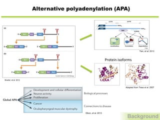 Alternative polyadenylation (APA)
Background
in abundance. One of the best-charac-
is that of microRNA (miR)-mediated
studies of myogenic [43,44
], hemato-
d cancer [45] cells, transcripts bearing
contained fewer miRNA-binding sites,
these transcripts to evade miRNA-
dation. Transcripts are also subject to
Upf1 binds to the 3 UTR in a length-dependent manner,
thus eliciting degradation of longer transcripts more
rapidly [48
].
The 30
UTR contains elements that affect not only
transcript degradation but also stability. In a genome-
wide computational analysis of sequence and stability
(a)
Ex1 Ex3
PASPAS
Ex2
Ex1 Ex3Ex2Ex1 Ex3Ex2
(b)
Ex1 Ex3Ex2Ex1 Ex2
Ex1 Ex3
PASPAS
Ex2
5′
5′ 3′
5′
5′
5′ 5′3′ 3′
3′
3′
3′
Current Opinion in Cell Biology
PA. This model refers to a hypothetical gene with three exons and two PASs. (a) When both PASs are located in the 30
UTR, then
produced. Because the 30
UTR often contains elements regulating transcript stability, degradation, or localization, the quantity of
be altered depending upon PAS choice. (b) When one PAS is located in the coding region, a truncated protein is produced when
hosen. Ex = exon, PAS = polyadenylation site; thick lines = UTR regions, thin lines = intronic regions.
om Current Opinion in Cell Biology 2013, 25:222–232
Mueller, et al. 2012
Tian, et al. 2013
lar trends of 30
UTR length regulation have been reported
for comparisons of ES cells versus neural stem/progenitor
(NSP) cells or neurons [42]. Although these studies have all
pointed to a connection between 30
UTR length and cell
proliferation, cardiac hypertrophy, in which myocytes grow
in size rather than in number, has also been found to
involve 30
UTR shortening [43]. Thus, a general rule
may be that APA regulation is correlated with cell growth.
recentl
lung ca
proﬁle
subtyp
its rele
nostic m
in canc
major d
transfo
dicted
transfo
[44]. H
the sam
lial cel
formed
determ
of 30
U
that, co
and M
spectiv
to the
adhesi
UTRs i
delinea
differen
APA is
Regula
The co
include
subuni
miRNA
RBP
TranslaƟon DegradaƟonLocalizaƟon
AAAnCDS
CDS
cUTR aUTR
!!
AAA
AAA
n
Ti BS
Figure 2. Regulation of cis elements in 30
untranslated regions (UTRs) by
alternative cleavage and polyadenylation (APA). Two mRNA isoforms are
shown. The 30
UTR region upstream of the proximal cleavage and
polyadenylation site (pA) is called the constitutive UTR (cUTR), and the
downstream region is called the alternative UTR (aUTR). RNA-binding protein
(RBP) and miRNA targeting to the aUTR are shown. Impacts on mRNA localization,
translation, and degradation are indicated. CDS, coding sequence.
Adapted from Tress et al. 2007
Protein	
  isoforms	
  
depletion at the site and more pron
downstream from it, suggesting th
tioning might influence PAS use by
ing the rate of polymerase elongat
these observations are only corr
mental studies are required in ord
and to establish a cause–effect re
nucleosome occupancy and poly(A
Neuron activity
Proliferation
Cancer
Oculopharyngeal muscular dystrophy
Global APA
Biological processes
Connections to disease
R
Elkon, et al. 2013
 