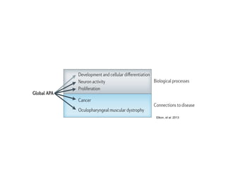 depletion at t
downstream
tioning migh
ing the rate o
these observ
mental studie
and to estab
nucleosome o
Anotherw
to affect APA
genetic effect
tissues, in tw
Napl15), whi
Nature Reviews | Genetics
Neuron activity
Proliferation
Cancer
Oculopharyngeal muscular dystrophy
Global APA
Biological processes
Connections to disease
Favour distal poly(A) site usage Favour proximal poly(A) site usage
Figure 3 | Biological processes that have been linked with broad APA modulation.
A schematic showing the biological processes and diseases that alternative
polyadenylation(APA)hasbeenlinkedwith.Inaddition,thetendencytowardsdistal
orproximalpoly(A)siteusageisshown.
Elkon, et al. 2013
 