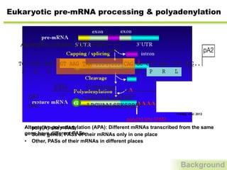 Background
Eukaryotic pre-mRNA processing & polyadenylation
poly(A)	
  site	
  (PAS)	
  
•  poly(A) site = PAS
•  Some genes, PASs of their mRNAs only in one place
•  Other, PASs of their mRNAs in different places
Freitag, et al. 2012
TCT GAG AAA AGT AAG TAA ... ... CAG GC CCT AGA CTG TAG..
S E K S K * S P R L *
Aspergillus nidulans: pgkA (PGK)c
pA1 pA2
RFP–PTS1PgkAGFP–Sps19DIC Merge
pA1 -LPGVAALSEKSK* –53.5
pA2 -LPGVAALSEKSPRL* +3.1
ESTs C terminus PTS1 (score)
Alternative polyadenylation (APA): Different mRNAs transcribed from the same
gene have different PASs
 