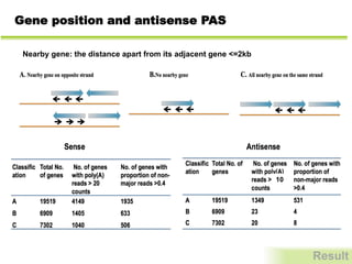 Gene position and antisense PAS
Result
10
Nearby gene: the distance apart from its adjacent gene =2kb
 