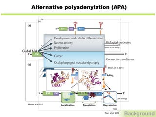 Alternative polyadenylation (APA)
Background
thus allowing these transcripts to evade miRNA-
mediated degradation. Transcripts are also subject to
transcript degradation but also stability. In a genome-
wide computational analysis of sequence and stability
Figure 1
(a)
Ex1 Ex3
PASPAS
Ex2
Ex1 Ex3Ex2Ex1 Ex3Ex2
(b)
Ex1 Ex3Ex2Ex1 Ex2
Ex1 Ex3
PASPAS
Ex2
5′
5′ 3′
5′
5′
5′ 5′3′ 3′
3′
3′
3′
Current Opinion in Cell Biology
Major categories of APA. This model refers to a hypothetical gene with three exons and two PASs. (a) When both PASs are located in the 30
UTR, then
dentical proteins are produced. Because the 30
UTR often contains elements regulating transcript stability, degradation, or localization, the quantity of
protein produced may be altered depending upon PAS choice. (b) When one PAS is located in the coding region, a truncated protein is produced when
Mueller, et al. 2012
Tian, et al. 2013
differentiated cells are reprogrammed to ES cell-like in-
duced pluripotent stem (iPS) cells [41]. A notable excep-
tion, however, has been observed with spermatogonial
germ cells, whose reprogramming to ES cells involves 30
UTR lengthening [41]. Notably, this is in line with the fact
that germ cells are more proliferative than ES cells. Simi-
lar trends of 30
UTR length regulation have been reported
for comparisons of ES cells versus neural stem/progenitor
(NSP) cells or neurons [42]. Although these studies have all
pointed to a connection between 30
UTR length and cell
proliferation, cardiac hypertrophy, in which myocytes grow
in size rather than in number, has also been found to
involve 30
UTR shortening [43]. Thus, a general rule
may be that APA regulation is correlated with cell growth.
Cancer
Cancer cells are of co
with this, and consist
been found to express,
UTRs, as ﬁrst shown
mouse B-cell leukem
recently in human colo
lung cancers [47]. In t
proﬁle was found to
subtypes with differe
its relevance to cance
nostic marker. One ke
in cancer is whether p
major driver of APA. M
transformed and non
dicted proliferation ra
transformation has a
[44]. However, a recen
the same cells (BJ prim
lial cell line MCF10A)
formed states, pro
determinant of 30
UTR
of 30
UTR regulation i
that, compared to MC
and MB231 show sho
spectively. Notably, it
to the general trend,
adhesion genes, tend t
UTRs in cancer cells [4
delineated how APA o
different cancer types
APA is modulated by
miRNA
RBP
TranslaƟon DegradaƟonLocalizaƟon
AAAnCDS
CDS
cUTR aUTR
!!
AAA
AAA
n
TiBS
Figure 2. Regulation of cis elements in 30
untranslated regions (UTRs) by
alternative cleavage and polyadenylation (APA). Two mRNA isoforms are
mediated degradation. Transcripts are also subject to wide computational analysis of sequence and stability
Figure 1
(a)
Ex1 Ex3
PASPAS
Ex2
Ex1 Ex3Ex2Ex1 Ex3Ex2
(b)
Ex1 Ex3Ex2Ex1 Ex2
Ex1 Ex3
PASPAS
Ex2
5′
5′ 3′
5′
5′
5′ 5′3′ 3′
3′
3′
3′
Current Opinion in Cell Biology
Major categories of APA. This model refers to a hypothetical gene with three exons and two PASs. (a) When both PASs are located in the 30
UTR, then
identical proteins are produced. Because the 30
UTR often contains elements regulating transcript stability, degradation, or localization, the quantity of
protein produced may be altered depending upon PAS choice. (b) When one PAS is located in the coding region, a truncated protein is produced when
the proximal PAS is chosen. Ex = exon, PAS = polyadenylation site; thick lines = UTR regions, thin lines = intronic regions.
www.sciencedirect.com Current Opinion in Cell Biology 2013, 25:222–232
Ex1 Ex3Ex2Ex1 Ex3Ex2
(b)
Ex1 Ex3Ex2Ex1 Ex2
Ex1 Ex3
PASPAS
Ex2
5′ 3′
5′
5′
5′ 5′3′ 3′
3′
3′
Current Opinion in Cell Biology
Major categories of APA. This model refers to a hypothetical gene with three exons and two PASs. (a) When both PASs are located in the 30
UTR, then
identical proteins are produced. Because the 30
UTR often contains elements regulating transcript stability, degradation, or localization, the quantity of
protein produced may be altered depending upon PAS choice. (b) When one PAS is located in the coding region, a truncated protein is produced when
the proximal PAS is chosen. Ex = exon, PAS = polyadenylation site; thick lines = UTR regions, thin lines = intronic regions.
www.sciencedirect.com Current Opinion in Cell Biology 2013, 25:222–232
Adapted from Tress et al. 2007
Protein	
  isoforms	
  
depletion at t
downstream
tioning migh
ing the rate o
these observ
mental studie
and to estab
nucleosome o
Anotherw
to affect APA
genetic effect
tissues, in tw
Napl15), whi
genes(namel
cases,thepro
are therefore
Nature Reviews | Genetics
Neuron activity
Proliferation
Cancer
Oculopharyngeal muscular dystrophy
Global APA
Biological processes
Connections to disease
Favour distal poly(A) site usage Favour proximal poly(A) site usage
Figure 3 | Biological processes that have been linked with broad APA modulation.
A schematic showing the biological processes and diseases that alternative
polyadenylation(APA)hasbeenlinkedwith.Inaddition,thetendencytowardsdistal
orproximalpoly(A)siteusageisshown.
Elkon, et al. 2013
 