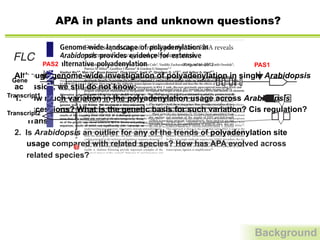 APA in plants and unknown questions?
Background
Although genome-wide investigation of polyadenylation in single Arabidopsis
accession, we still do not know:
1.  How much variation in the polyadenylation usage across Arabidopsis
accessions? What is the genetic basis for such variation? Cis regulation?
Trans?
2.  Is Arabidopsis an outlier for any of the trends of polyadenylation site
usage compared with related species? How has APA evolved across
related species?
	
  
	
  
	
  	
  
Genome-wide landscape of polyadenylation in
Arabidopsis provides evidence for extensive
alternative polyadenylation
Xiaohui Wua,b
, Man Liua
, Bruce Downiec
, Chun Lianga
, Guoli Jib
, Qingshun Q. Lia,b,1
, and Arthur G. Huntd,1
a
Department of Botany, Miami University, Oxford, OH 45056; b
Department of Automation, Xiamen University, Xiamen, Fujian 361005, People’s Republic of
China; and c
Department of Horticulture and Seed Biology Group, and d
Department of Plant and Soil Sciences, University of Kentucky, Lexington,
KY 40546-0312.
Edited by David C. Baulcombe, University of Cambridge, Cambridge, United Kingdom, and approved June 8, 2011 (received for review January 14, 2011)
Alternative polyadenylation (APA) has been shown to play an
important role in gene expression regulation in animals and
plants. However, the extent of sense and antisense APA at the
genome level is not known. We developed a deep-sequencing
protocol that queries the junctions of 3′UTR and poly(A) tails and
conﬁdently maps the poly(A) tags to the annotated genome. The
results of this mapping show that 70% of Arabidopsis genes use
more than one poly(A) site, excluding microheterogeneity. Analy-
sis of the poly(A) tags reveal extensive APA in introns and coding
sequences, results of which can signiﬁcantly alter transcript se-
quences and their encoding proteins. Although the interplay of
intron splicing and polyadenylation potentially deﬁnes poly(A)
site uses in introns, the polyadenylation signals leading to the
use of CDS protein-coding region poly(A) sites are distinct from
the rest of the genome. Interestingly, a large number of poly(A)
sites correspond to putative antisense transcripts that overlap
with the promoter of the associated sense transcript, a mode pre-
viously demonstrated to regulate sense gene expression. Our
results suggest that APA plays a far greater role in gene expres-
sion in plants than previously expected.
alternative processing | antisense transcription | nonstop mRNAs
The polyadenylation of mRNA in eukaryotes is an important
step in gene expression in eukaryotes. With few exceptions,
mature eukaryotic mRNAs possess a poly(A) tract, that in turn
functions to facilitate transport of the mRNA to the cytoplasm
and its subsequent stabilization and translation. The poly(A) tail
contributes regulatory information to each of these processes
through interactions with RNA processing factors and poly(A)-
binding proteins. The process of polyadenylation also contributes
to regulation by “determining” the composition of the mRNA
apart from the poly(A) tail. Thus, the position along the gene
where the pre-mRNA is processed and polyadenylated deter-
mines the sequence content in terms of exons and regulatory
motifs. If a gene possesses more than one polyadenylation site,
then the nature of the expressed mRNA can be altered via dif-
ferential choice of these sites, a process that is called alternative
polyadenylation, or APA. That APA may be important is sug-
gested by the observations that more than 50% of human and
plant genes have multiple poly(A) sites (1–5). APA may be an
important factor in the regulation of genes associated with can-
cer and with early embryo development in animals (6–8). APA
the FLC gene (15, 16); these antisense transcripts are involved in
transcriptional regulation of sense FLC mRNAs through chro-
matin modiﬁcations in the vicinity of the sense FLC promoter.
The regulation of these two genes thus provides examples of two
modes of APA, involving intronic polyadenylation and 3′ end
processing of antisense transcripts.
Plant poly(A) site datasets (3, 17) have been assembled from
the analysis and curation of the results of EST and full-length
cDNA sequencing projects. Unfortunately, these projects are not
specially targeted to the identiﬁcation of poly(A) sites, nor are
they high-throughput. With this consideration in mind, a strategy
designed to speciﬁcally query the mRNA-poly(A) junction on
a transcriptome-wide basis was developed and used to study
poly(A) site choice in Arabidopsis leaves and seeds. The results
obtained using this strategy reveal an extensive network of po-
tential APA in Arabidopsis, including unanticipated and novel
modes of APA. In addition, the results corroborate other reports
suggestive of wide-spread antisense transcription in Arabidopsis,
and provide a dataset of poly(A) sites associated with antisense
transcripts. Finally, they provide evidence for tissue-speciﬁc
poly(A) site choice.
Results
Preparation and Characterization of cDNA Tags That Query Poly-
adenylation Sites. To study Arabidopsis poly(A) sites on a genome-
wide basis, short DNA tags that include the mRNA-poly(A) site
junction [called poly(A) tags, or PATs hereafter] were prepared
and sequenced; the starting materials for these samples were
RNA isolated from dry seeds and the leaves of young seed-
lings. The initial sequences were processed and mapped to the
Arabidopsis reference genome. After removing potential internal
priming candidates and eliminating tags that mapped to chlo-
roplast and mitochondria genomes and to miscellaneous RNAs
(primarily rRNAs), a collection of tags that deﬁned more than
280,000 individual poly(A) sites were obtained (Table S1). Be-
cause poly(A) site microheterogeneity is ubiquitous in plants (3,
4), poly(A) sites in the same gene that are located within 24 nt of
each other were clustered so as to deﬁne a poly(A) site cluster
(PAC). The results of this process were more than 71,000 PACs
with an average of 54 PATs per PAC (Table S1). Of these PACs,
57,473 were in the “sense” orientation with respect to an anno-
Author contributions: X.W., M.L., G.J., Q.Q.L., and A.G.H. designed research; X.W., M.L.,
NATURE STRUCTURAL & MOLECULAR BIOLOGY VOLUME 19 NUMBER 8 AUGUST 2012 845
R E S OU RC E
Arabidopsis thaliana is an important model system that has had a
critical role in discoveries essential to our understanding of plant
biology and of generically important processes such as RNA interfer-
ence (RNAi). Although the A. thaliana genome was sequenced more
than a decade ago, challenges remain in resolving the RNAs that it
encodes and determining their functional significance. Establishing
where transcripts end is essential in genome annotation and for
understanding gene function. Alternative cleavage and polyadenyla-
tion (APA) defines different 3 ends within pre-mRNA transcribed
from the same gene, and this can affect function by determining
coding potential or the inclusion of regulatory sequence elements1,2.
This regulation of RNA 3 -end formation is considerably more wide-
spread than previously thought1,2, and RNA-binding proteins that
enable A. thaliana flowering provide important examples of the
biological impact of this control3. Defective 3 -end formation and
transcription termination at tandem or convergent gene pairs can
result in transcription interference or RNAi4,5, revealing that these
processes normally partition the genome and maintain expression of
neighboring genes6. Accordingly, such consequences of uncontrolled
3 -end formation also emphasize the critical nature of gene arrange-
ment along a eukaryotic chromosome.
As a prelude to the analysis of regulators of 3 -end formation,
we set out to map A. thaliana RNA 3 ends genome-wide. Previous
high-throughput A. thaliana transcriptome studies have depended
on the copying of RNA into complementary DNA (cDNA) with
reverse transcriptase7–10. However, the intrinsic template switch-
ing11 and DNA-dependent DNA-polymerase12 activities of reverse
transcriptases, together with oligo(dT)-dependent internal priming13,
cause well-established artifacts that can affect the identification of
authentic antisense RNAs14,15, splicing events14 and RNA 3 ends13,16.
Different strategies have been developed to address these problems,
making strand-specific RNA sequencing an increasingly powerful
tool for the analysis of transcriptomes. However, a recent comparison
of several such methods showed marked differences not only in strand
specificity but also in a range of criteria that influence transcriptome
interpretation17. Therefore, as an alternative, we used direct RNA
sequencing (DRS) to identify polyadenylated A. thaliana RNAs18.
This approach is direct in the sense that native RNA is used as the
sequencing template, but the sequence is read by imaging comple-
mentary fluorescent nucleotides incorporated by a polymerase.
In this true single-molecule sequencing (tSMS) procedure, the site
of RNA cleavage and polyadenylation is defined with an accuracy
of 2 nucleotides (nt) in the absence of errors induced by reverse
transcriptase, ligation or amplification18.
RESULTS
Mapping A. thaliana RNA 3 ends
Total RNA purified from A. thaliana seedlings was subjected to DRS,
and a computational procedure to align reads uniquely to the most
recent A. thaliana genome release (currently TAIR10) was developed.
The initial mapping analysis revealed that the vast majority of reads
(89.60%) aligned to protein-coding genes, which is consistent with
the idea that this approach can identify authentic sites of mRNA
cleavage and polyadenylation (Fig. 1a). These data define extremely
heterogeneous patterns of RNA 3 -end formation (Fig. 1b) that
differ markedly from those of human mRNAs analyzed in the same
way (Supplementary Fig. 1a)18.
Although nontemplated base addition between cleavage sites and the
poly(A) tail has been reported from analysis of A. thaliana expressed-
sequence-tag (EST) data19, we found no evidence for this phenomenon
1College of Life Sciences, University of Dundee, Dundee, UK. 2Department of Cell and Molecular Sciences, James Hutton Institute, Invergowrie, Dundee, UK. 3Helicos
BioSciences Corporation, Cambridge, Massachusetts, USA. Correspondence should be addressed to G.G.S. (g.g.simpson@dundee.ac.uk) or G.J.B. (g.j.barton@dundee.ac.uk).
Received 16 February; accepted 19 June; published online 22 July 2012; doi:10.1038/nsmb.2345
Direct sequencing of Arabidopsis thaliana RNA reveals
patterns of cleavage and polyadenylation
Alexander Sherstnev1, Céline Duc1, Christian Cole1, Vasiliki Zacharaki1, Csaba Hornyik2, Fatih Ozsolak3,
Patrice M Milos3, Geoffrey J Barton1 & Gordon G Simpson1,2
It has recently been shown that RNA 3 -end formation plays a more widespread role in controlling gene expression than
previously thought. To examine the impact of regulated 3 -end formation genome-wide, we applied direct RNA sequencing to
A. thaliana. Here we show the authentic transcriptome in unprecedented detail and describe the effects of 3 -end formation on
genome organization. We reveal extreme heterogeneity in RNA 3 ends, discover previously unrecognized noncoding RNAs and
propose widespread reannotation of the genome. We explain the origin of most poly(A)+ antisense RNAs and identify cis elements
that control 3 -end formation in different registers. These findings are essential to understanding what the genome actually
encodes, how it is organized and how regulated 3 -end formation affects these processes.
npg©2012NatureAmerica,Inc.Allrightsreserved.
(AtCPSF30)
(AtCPSF30*-YT521B)
FLC
OXT6
D P
P D
a
a
a
b
c
b
b
c
c
FIGURE 2 | Schematic representation of alternative polyadenyla
Xing, et al. 2012PAS2 PAS1
Gene
Transcript1
Transcript2
 