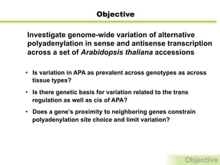 Investigate genome-wide variation of alternative
polyadenylation in sense and antisense transcription
across a set of Arabidopsis thaliana accessions	
  
Objective
Objective
•  Is variation in APA as prevalent across genotypes as across
tissue types?
•  Is there genetic basis for variation related to the trans
regulation as well as cis of APA?
•  Does a gene’s proximity to neighboring genes constrain
polyadenylation site choice and limit variation?
 