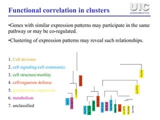 Functional correlation in clusters 1.  Cell division 2.  cell signaling/cell communication   3.  cell structure/motility 4.  cell/organism defense   5.  gene/protein expression     6.  metabolism   7. unclassified Genes with similar expression patterns may participate in the same pathway or may be co-regulated. Clustering of expression patterns may reveal such relationships. 