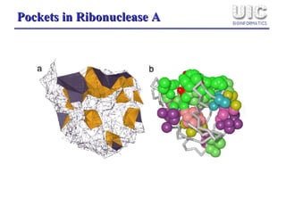 Pockets in Ribonuclease A 